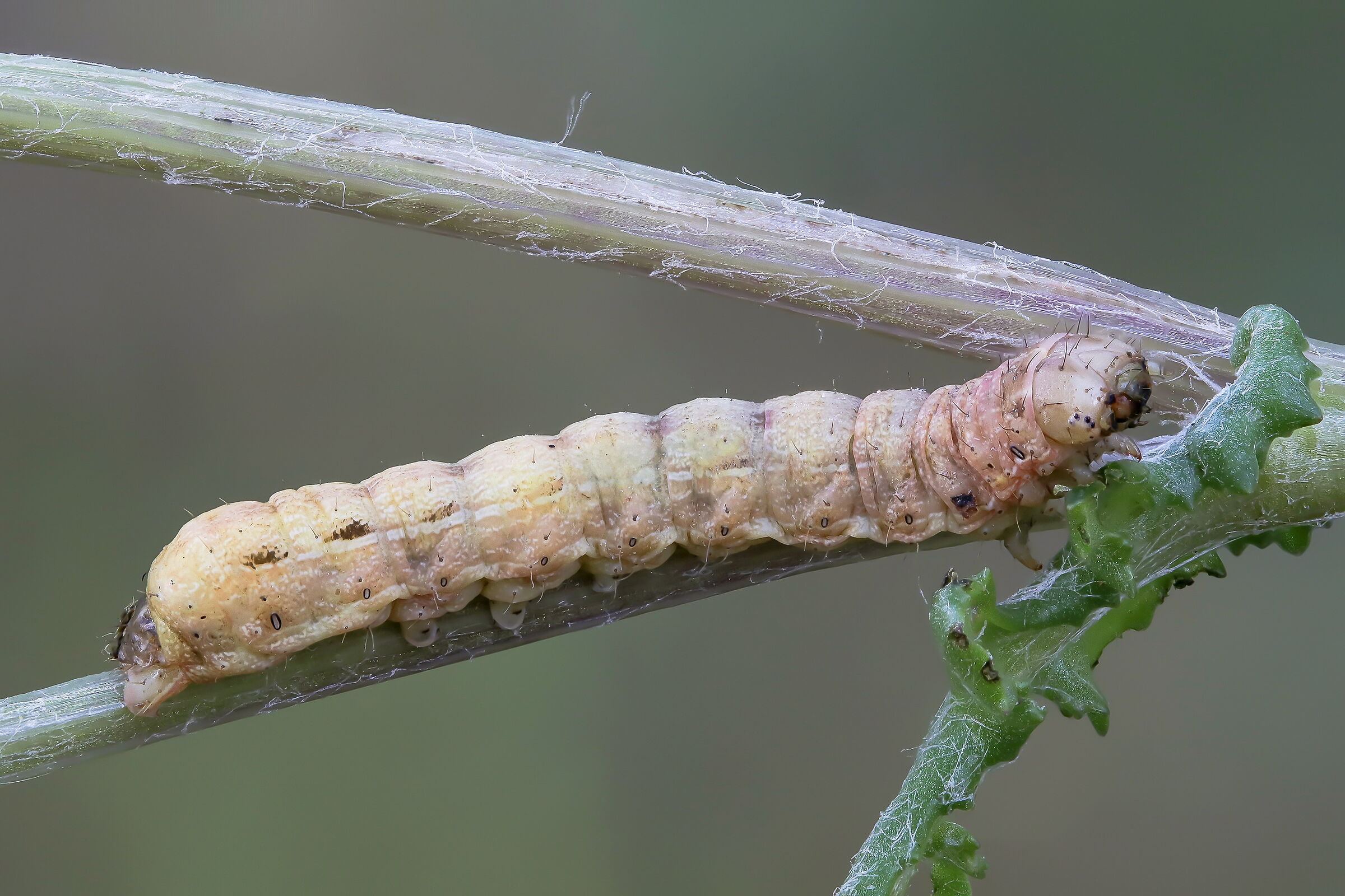 Aba caterpillar yawn (maybe)