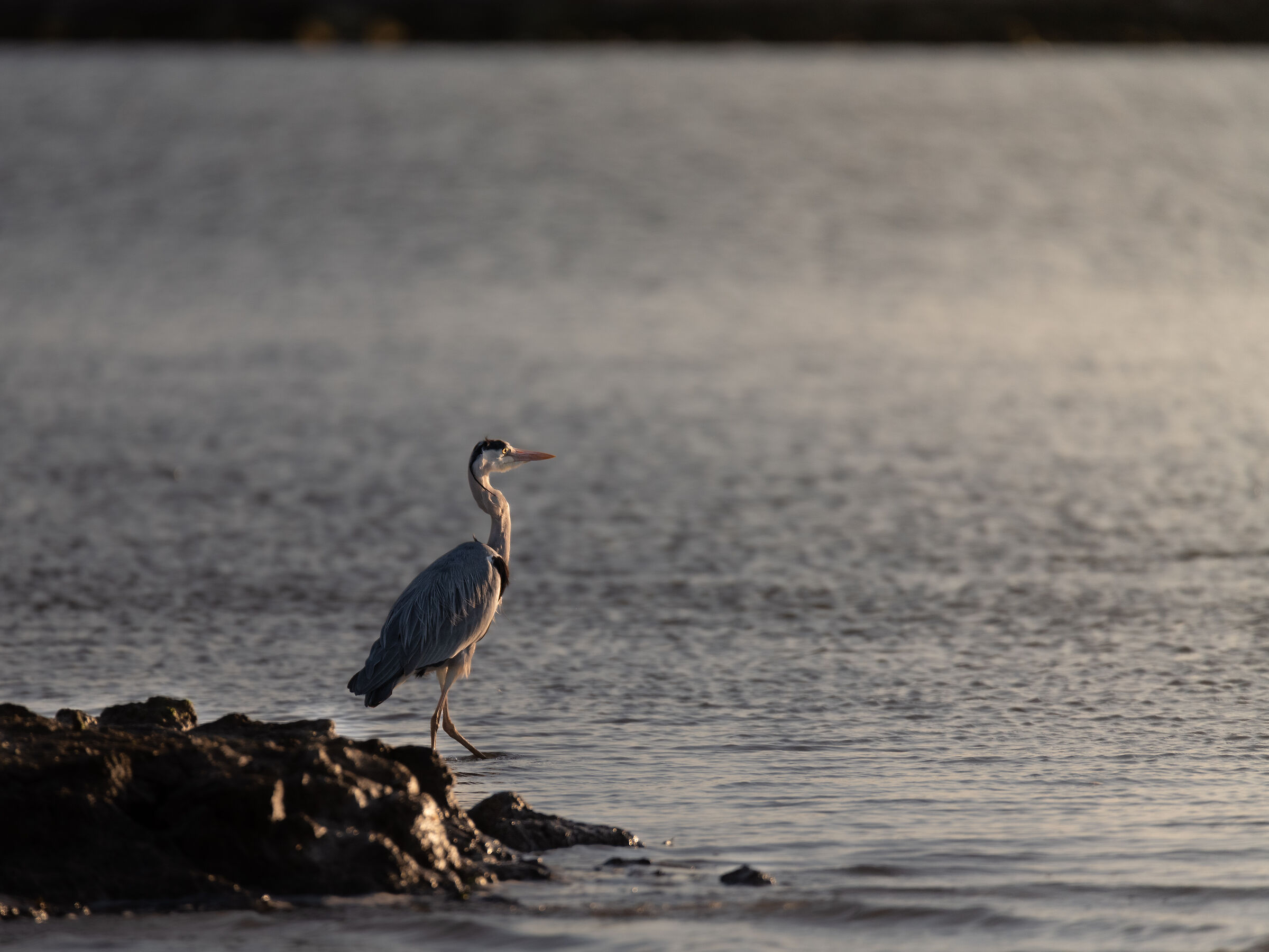 Airone Cenerino tramonto