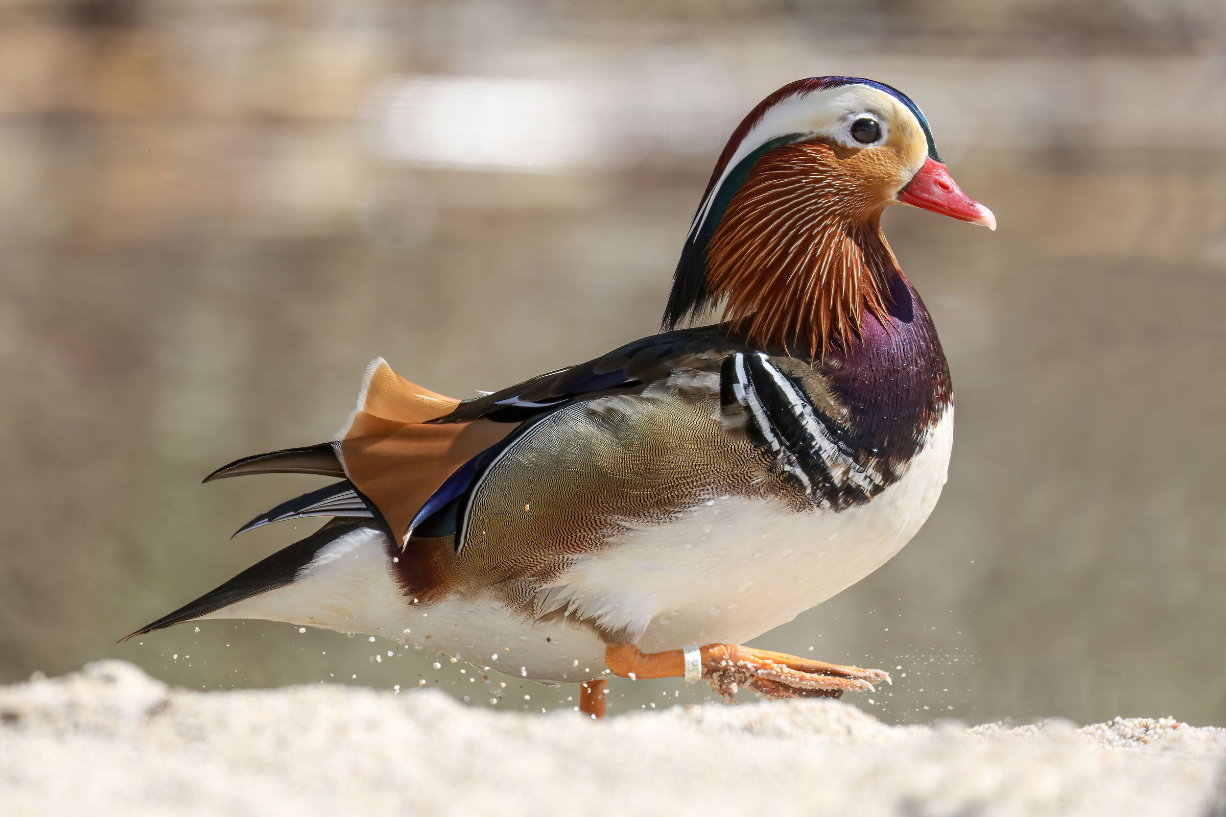 Mandarin duck