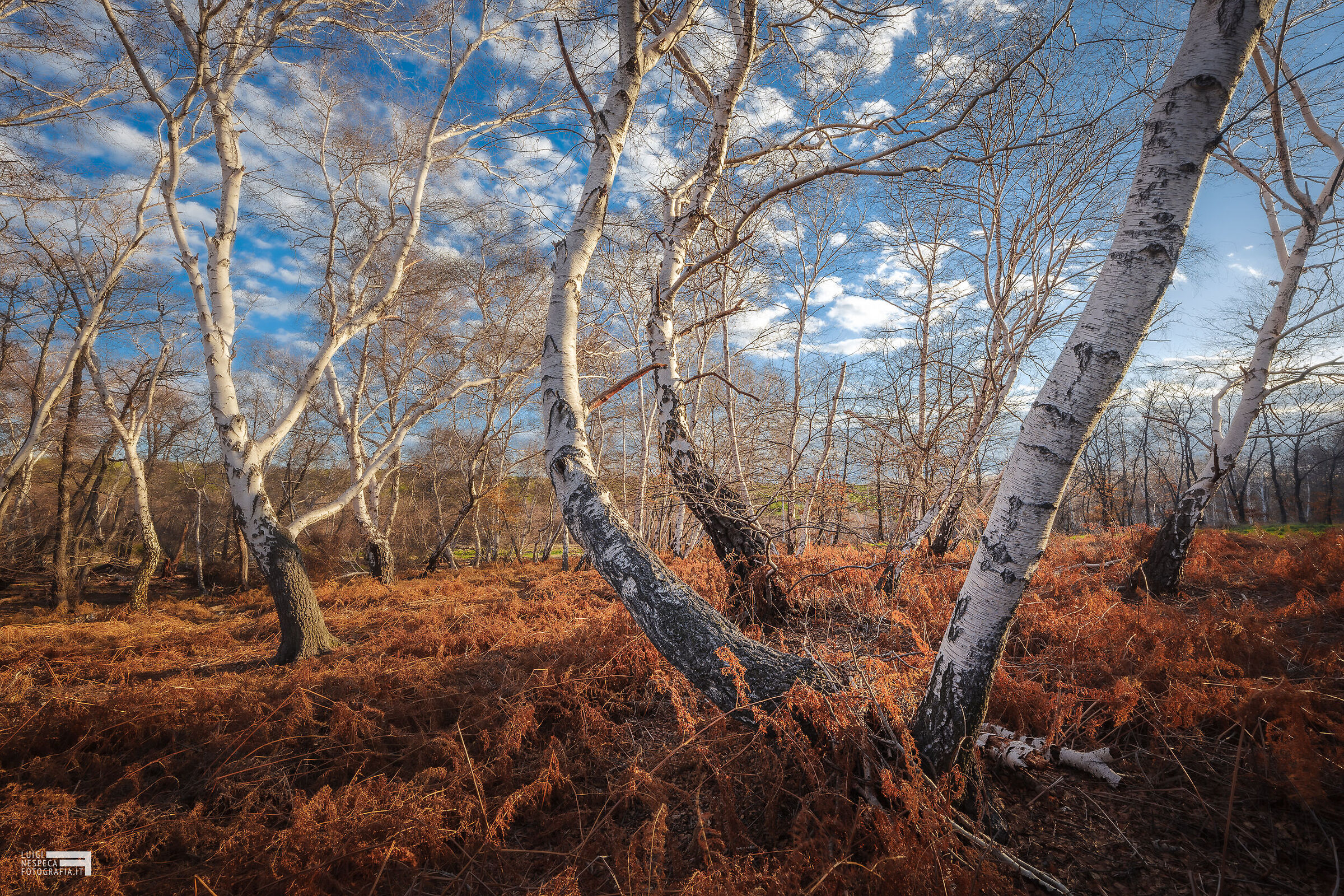 Betulle Bianche di Manziana