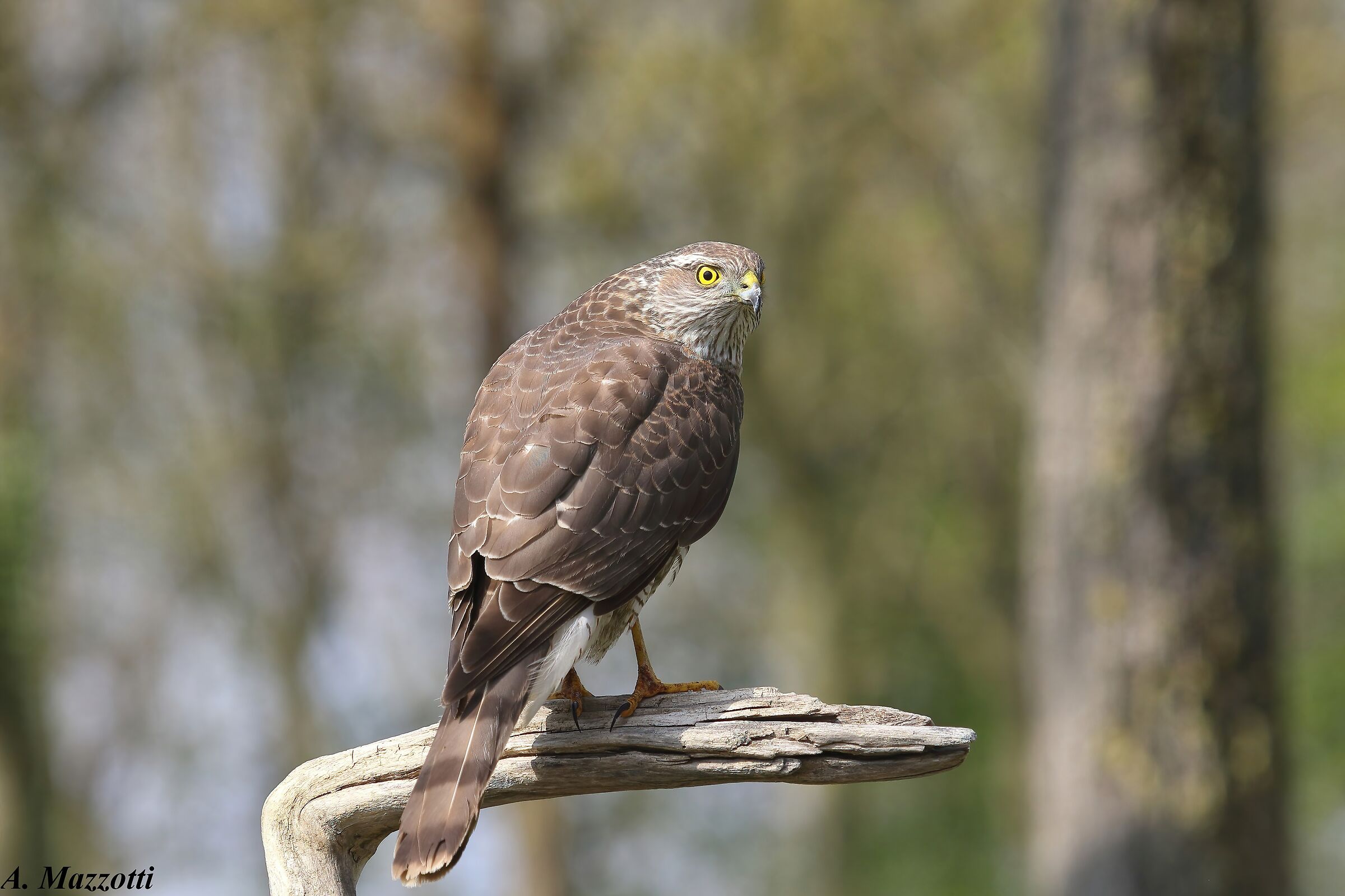 Sparrowhawk