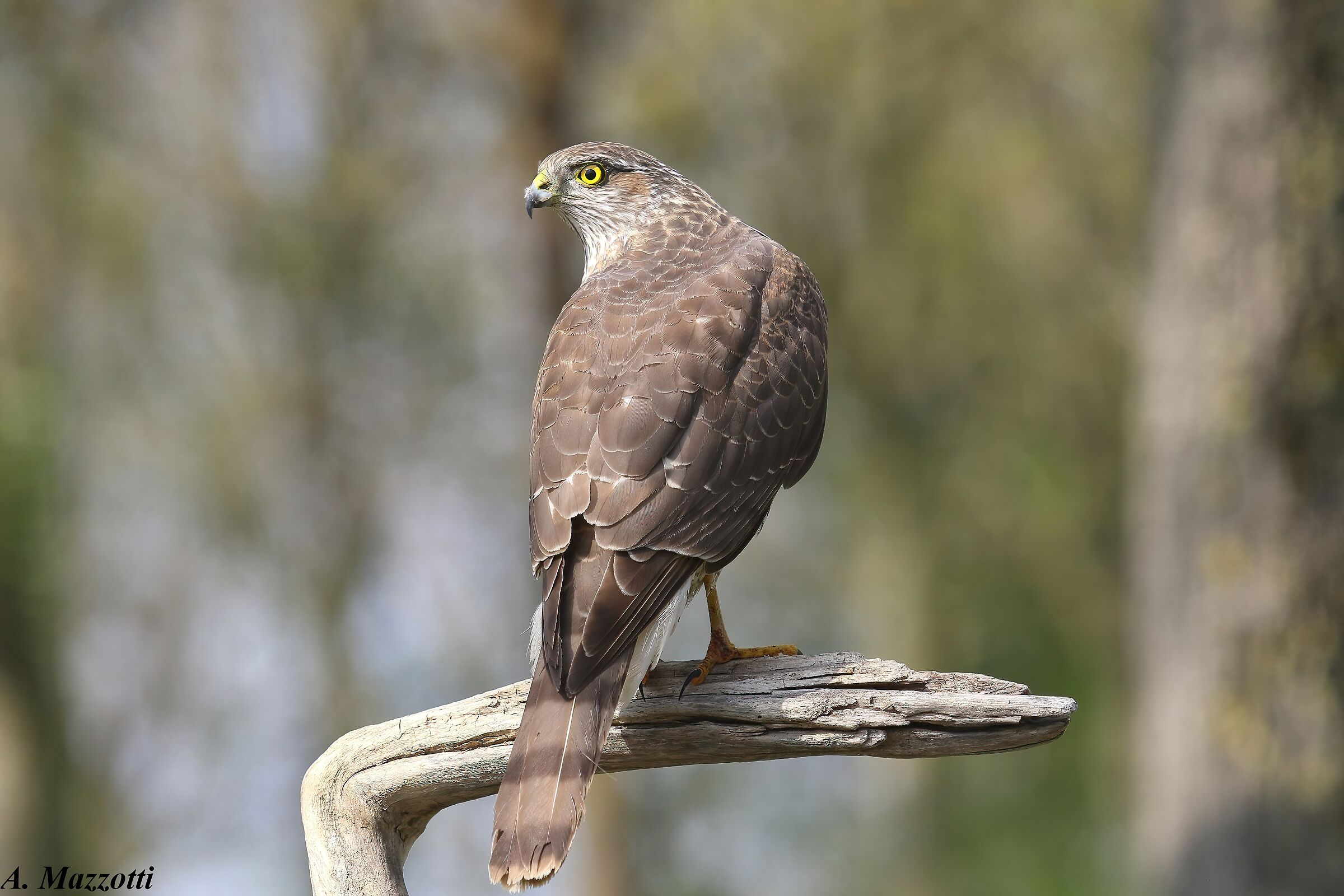 Sparrowhawk