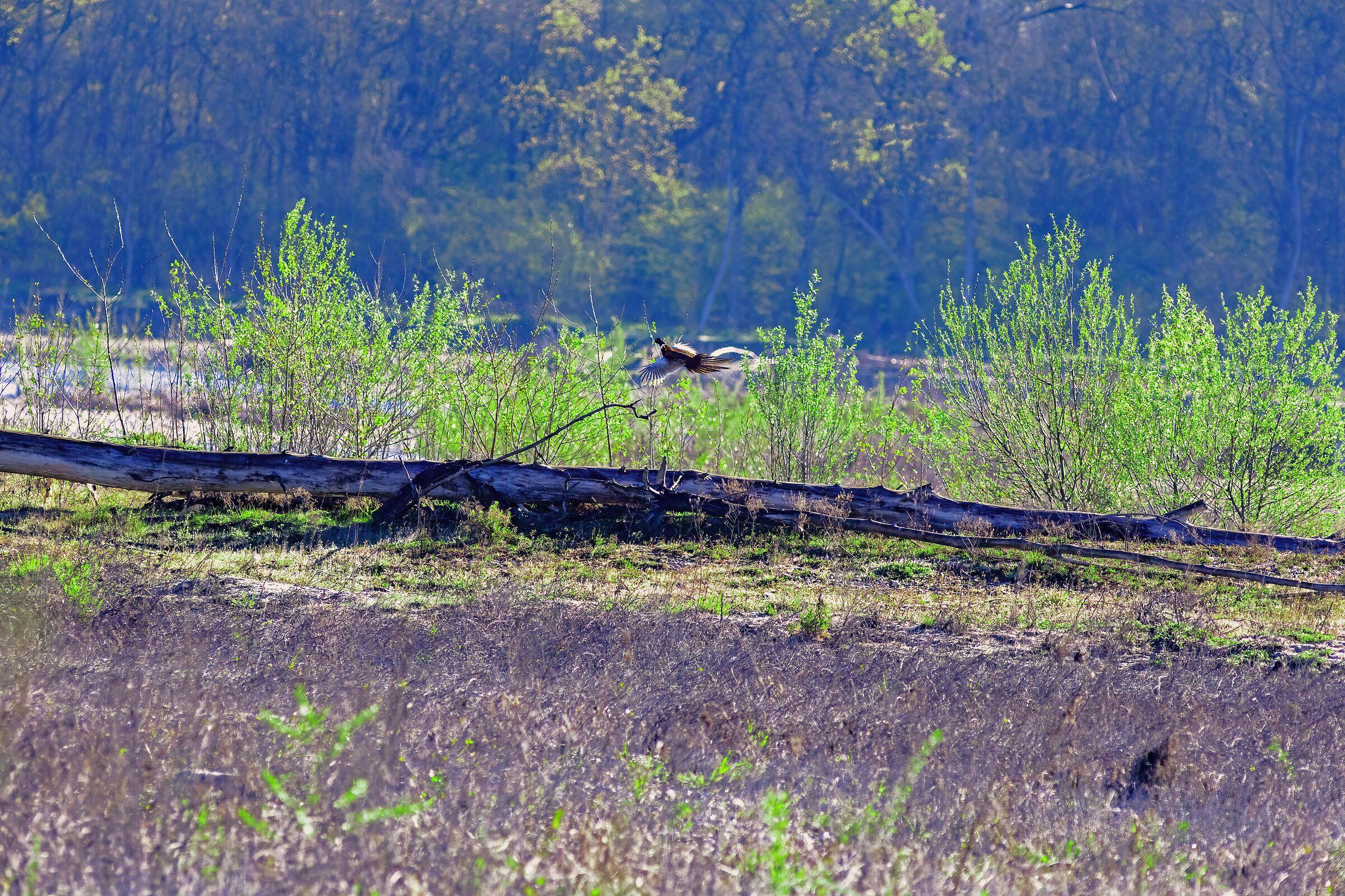 A pheasant far, far away