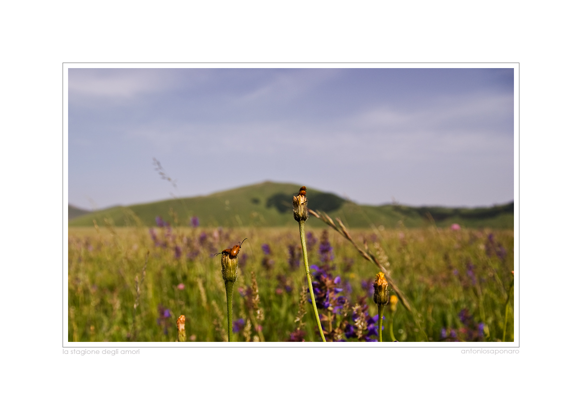 La stagione degli amori