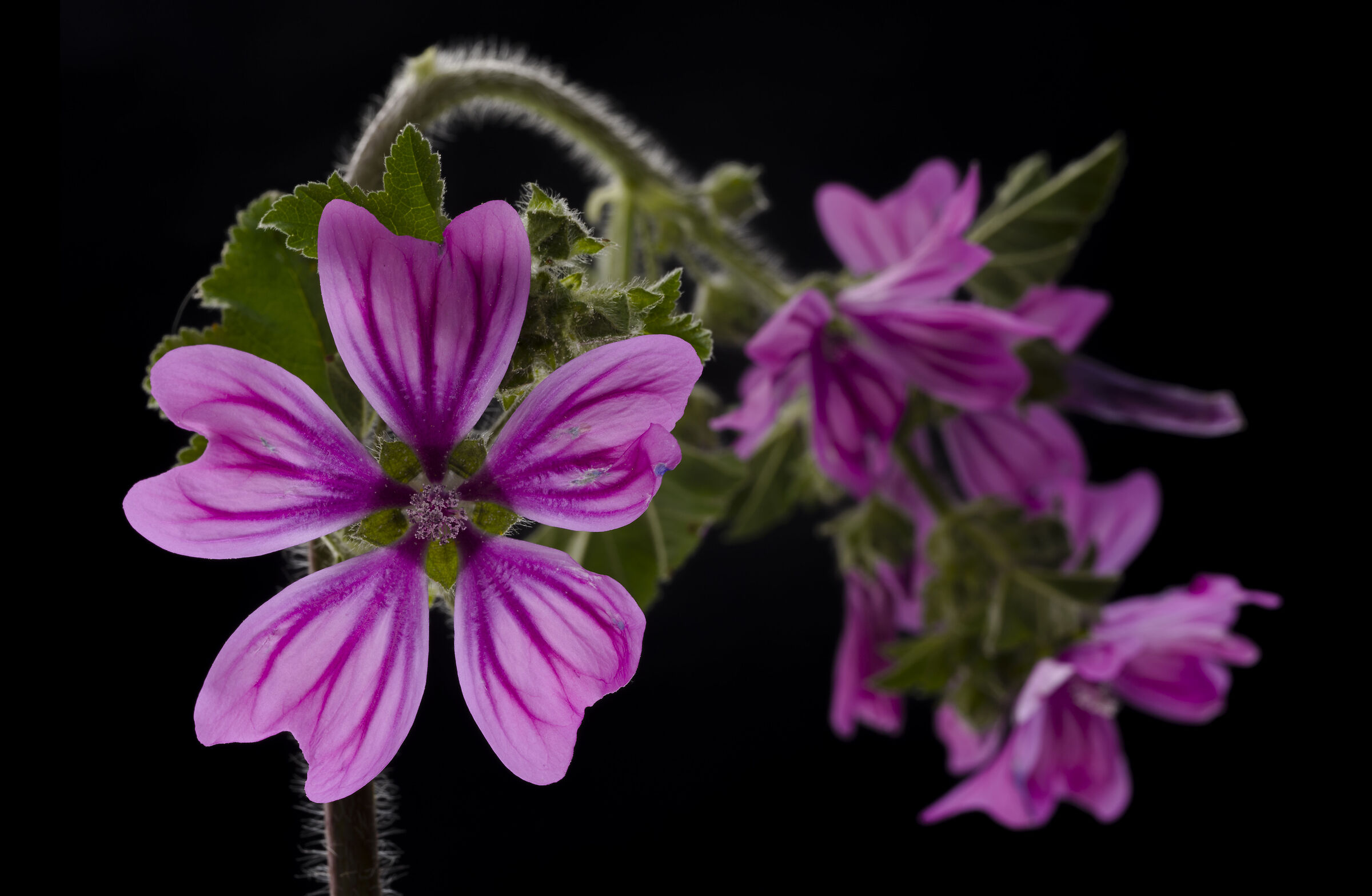 Mallow flowers