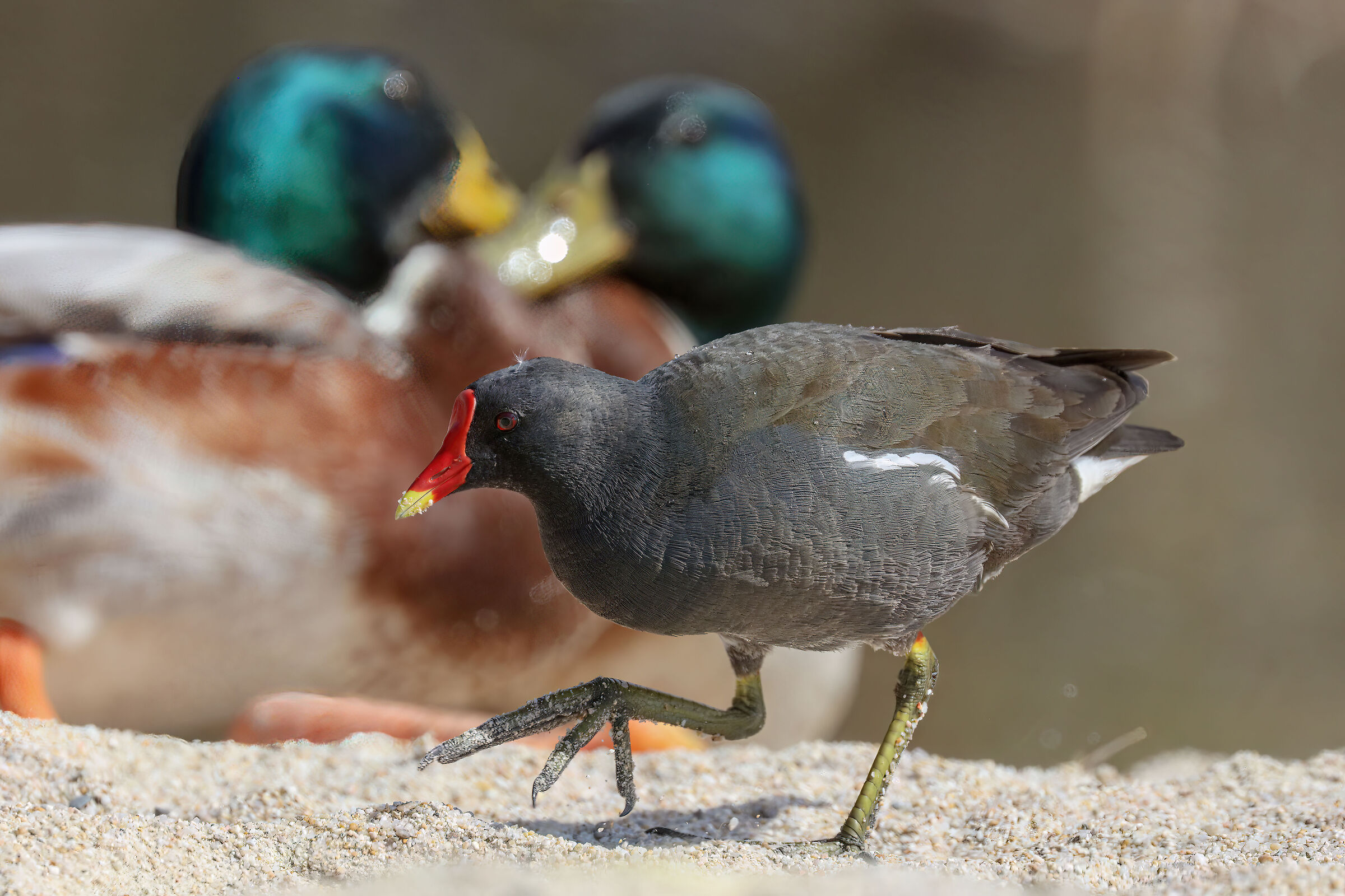 Moorhen