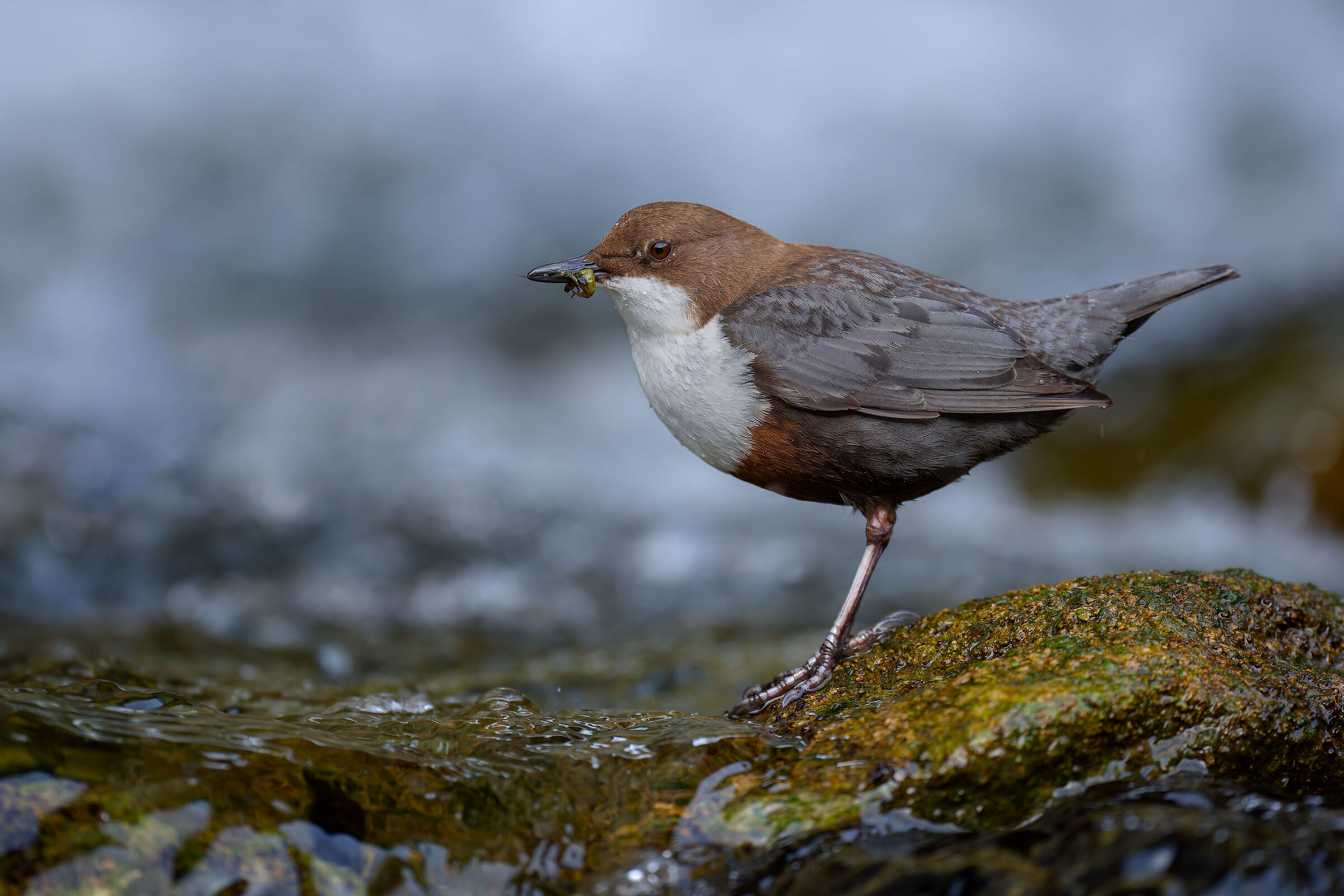 WHITE-THROATED DIPPER
