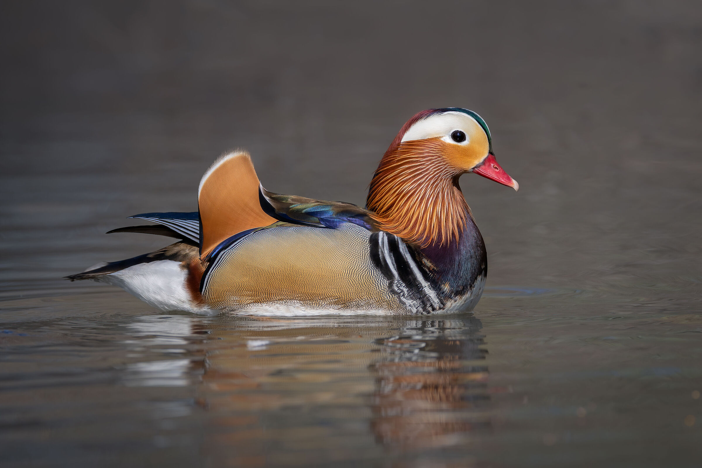 Mandarin duck