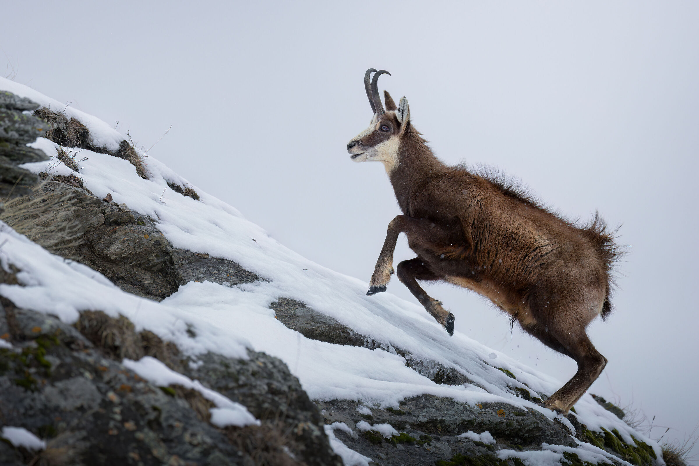 Rampant chamois