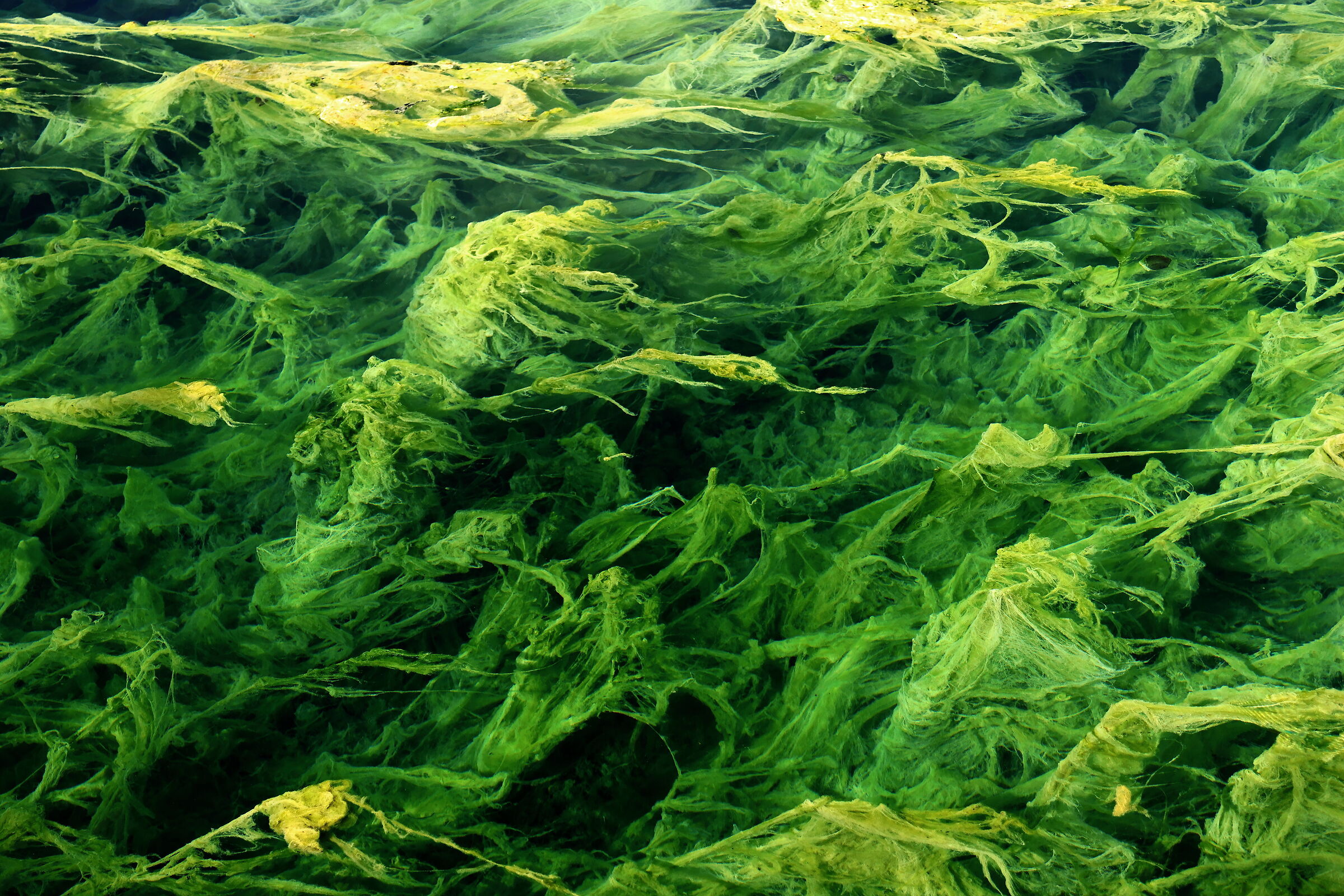 Algae with sulfatara