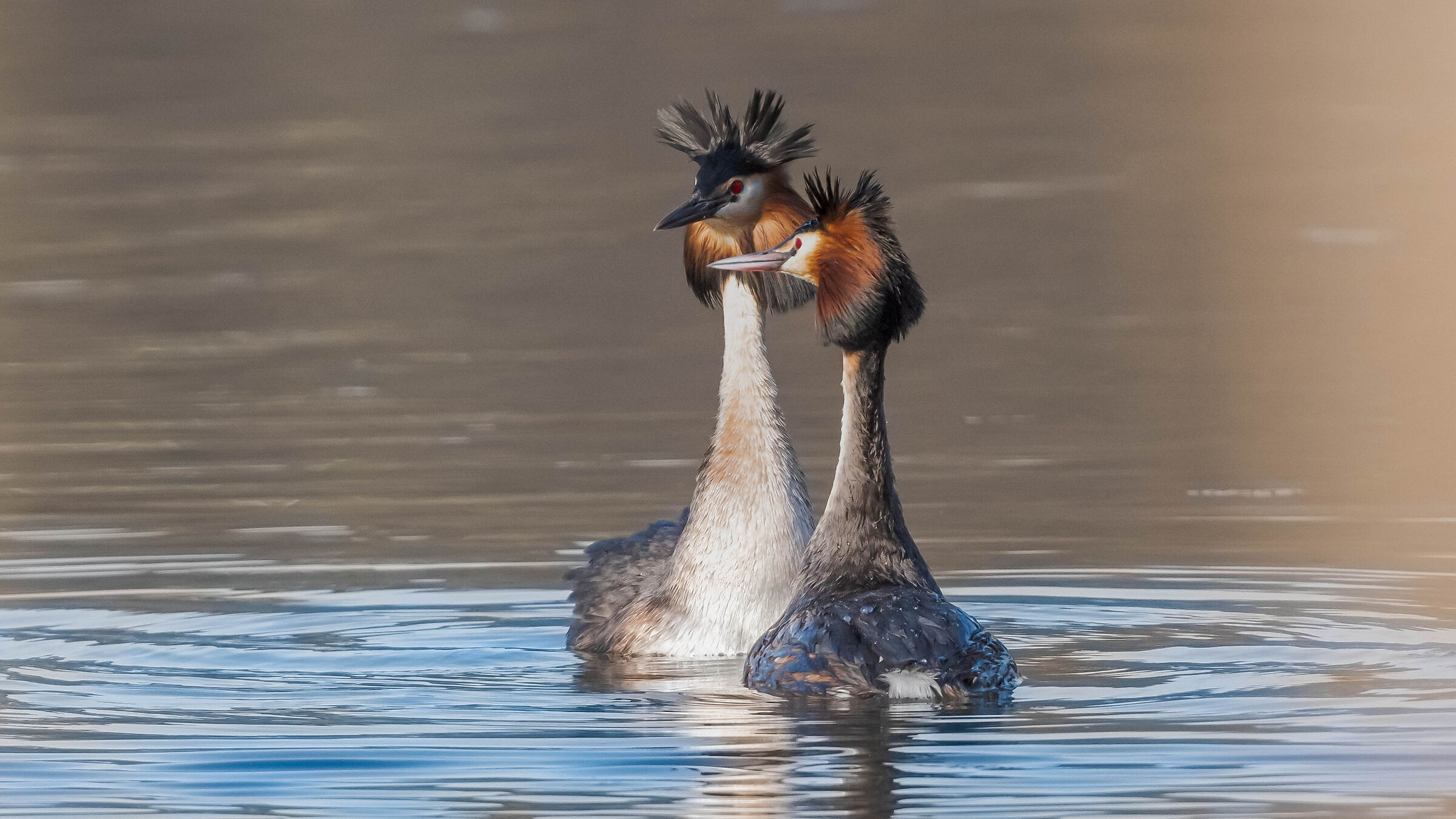 Grebes in Love