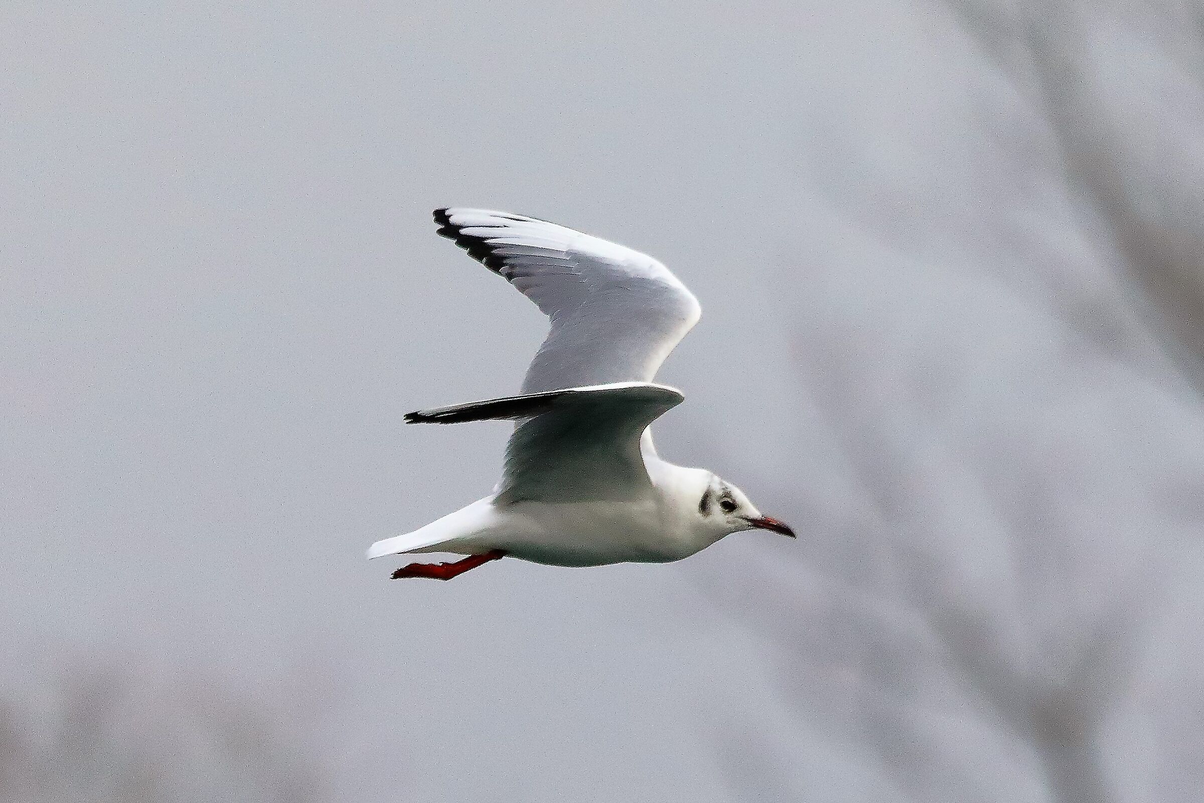 gabbiano terrestre 26-01-2023