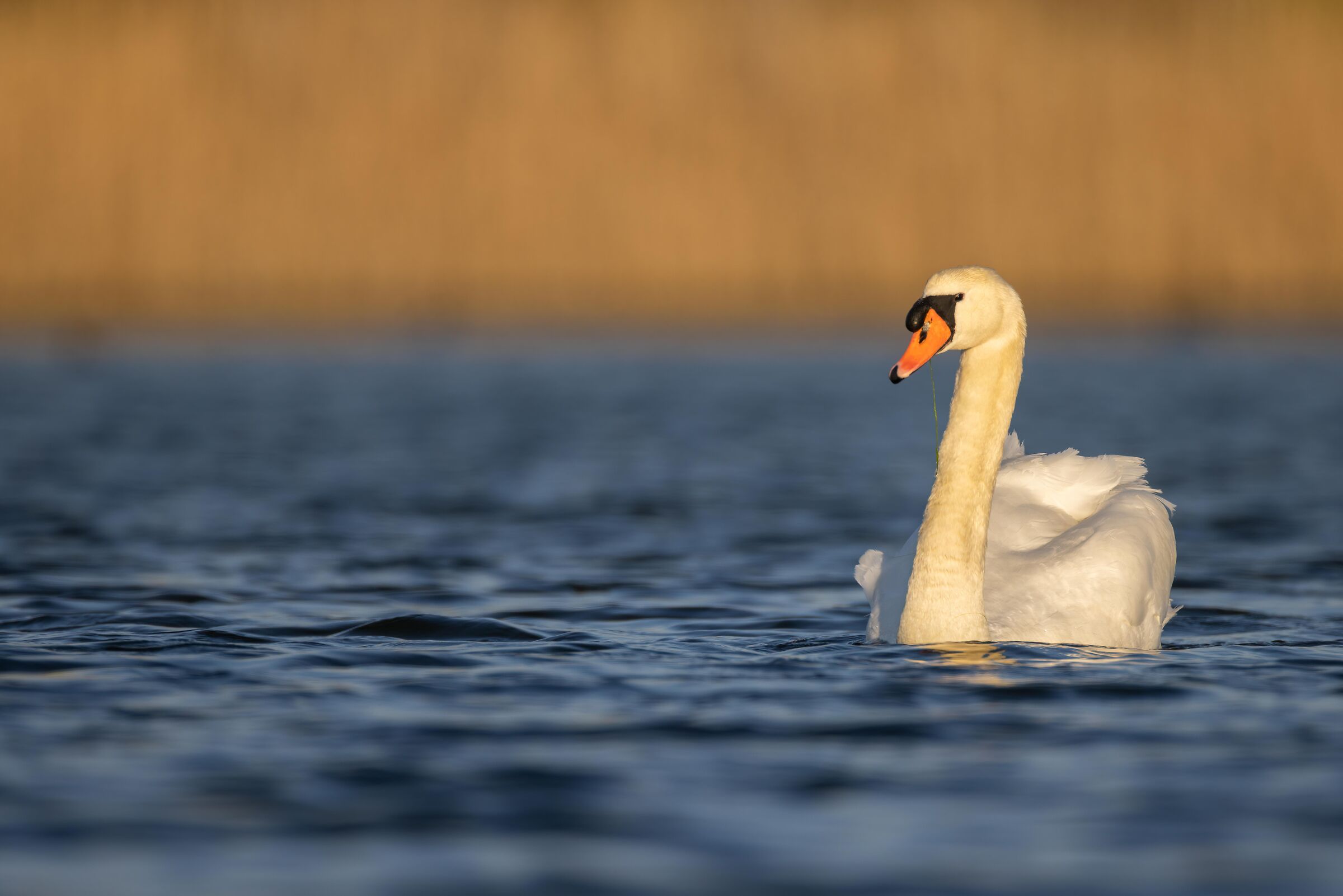 La più bella del lago