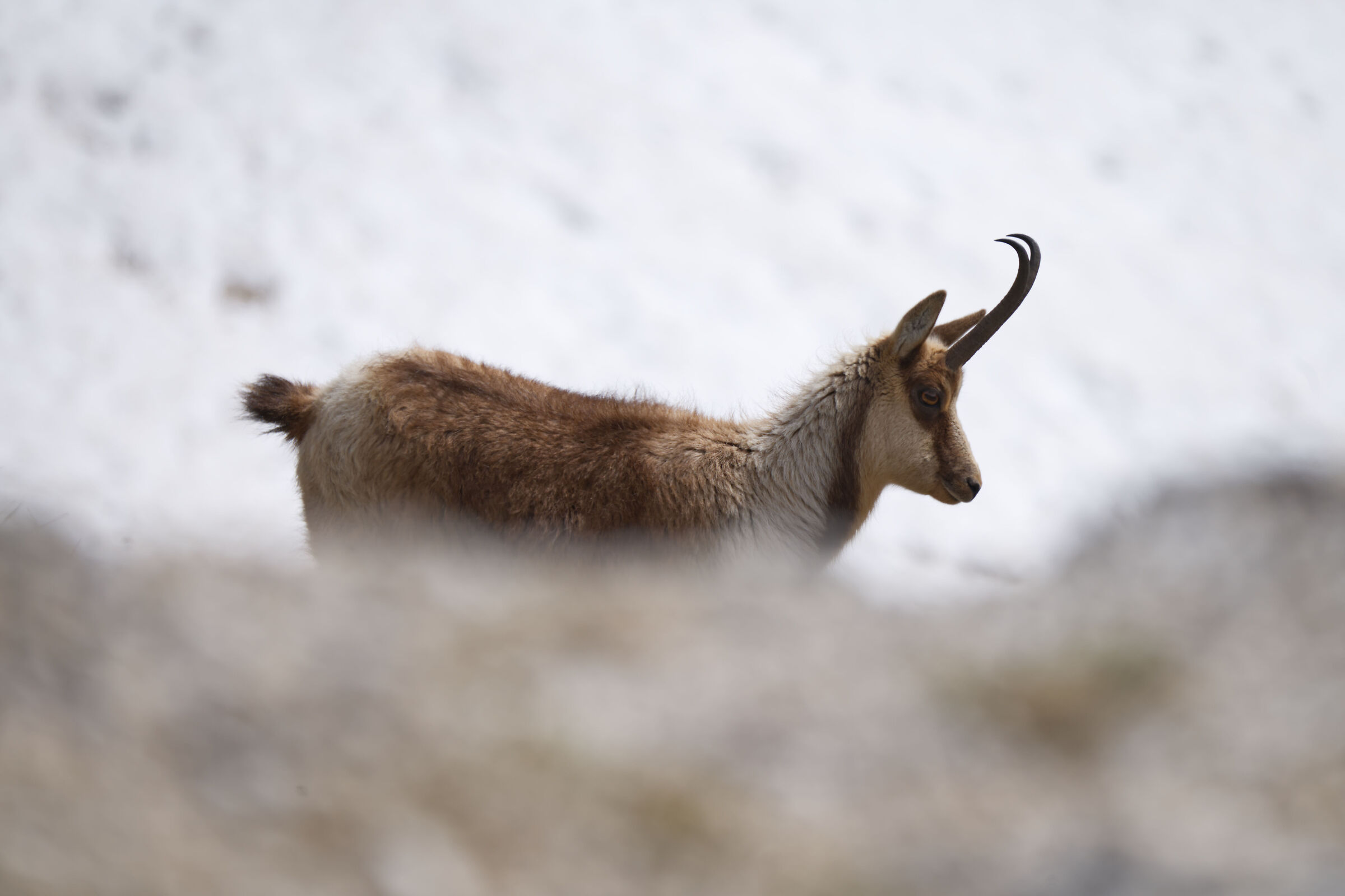 Sibillini chamois