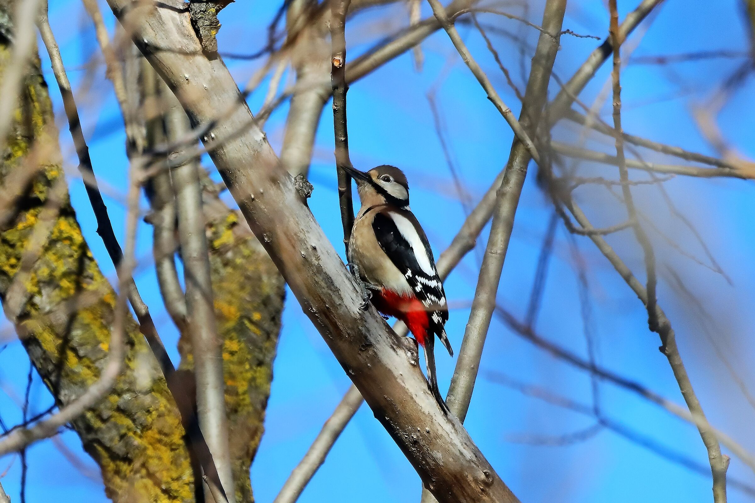 Picchio rosso M 02-02-2023