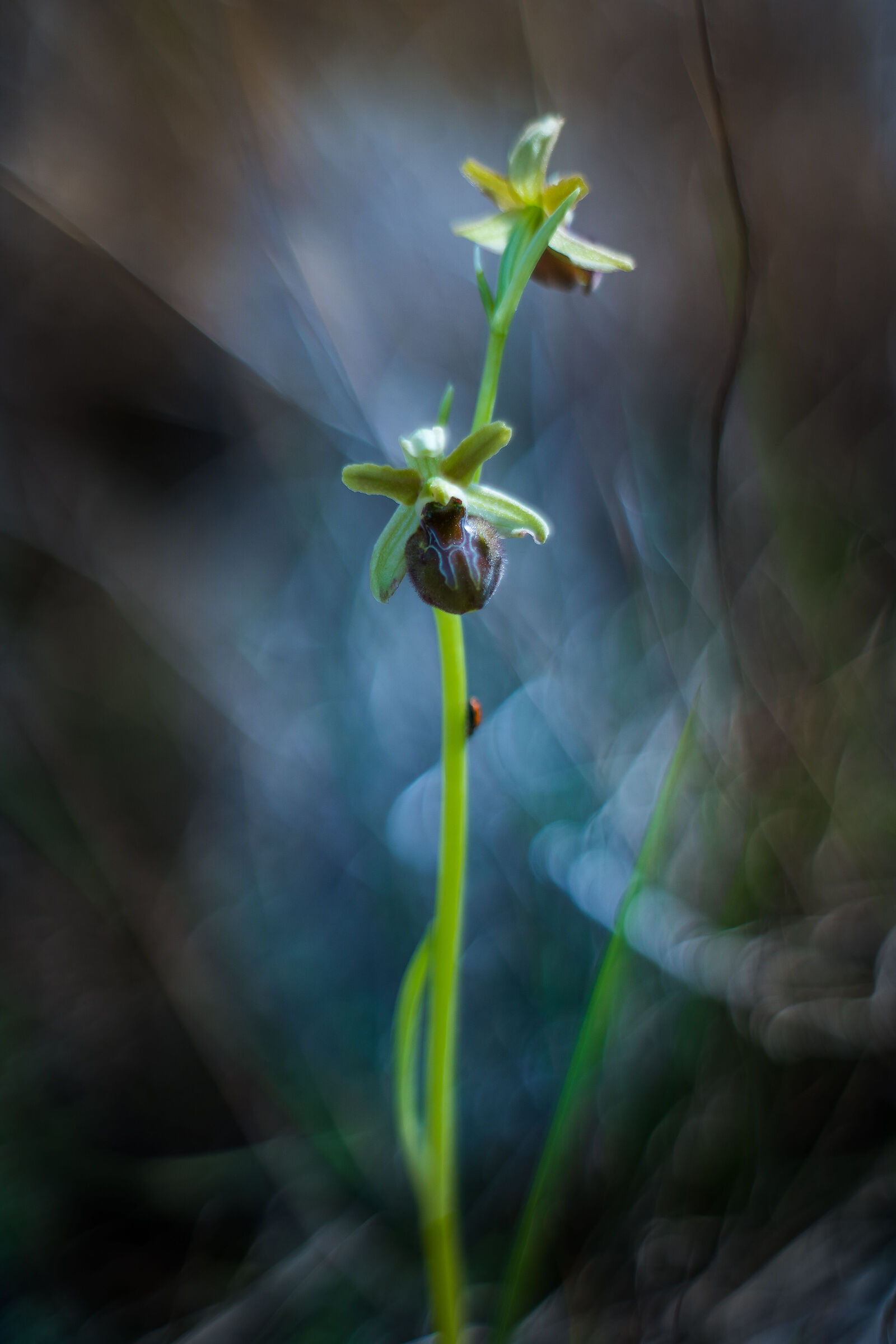 Ophrys sphegodes