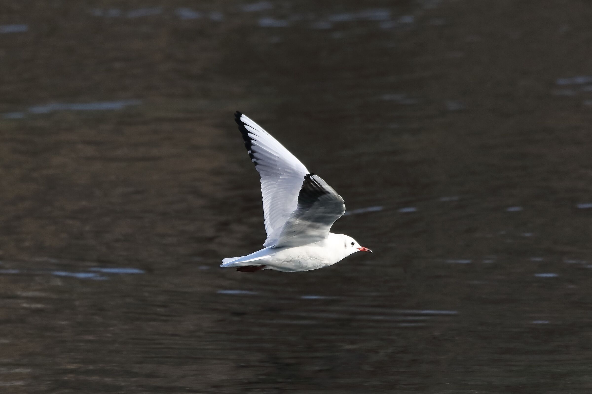 gabbiano terrestre 29-01-2023