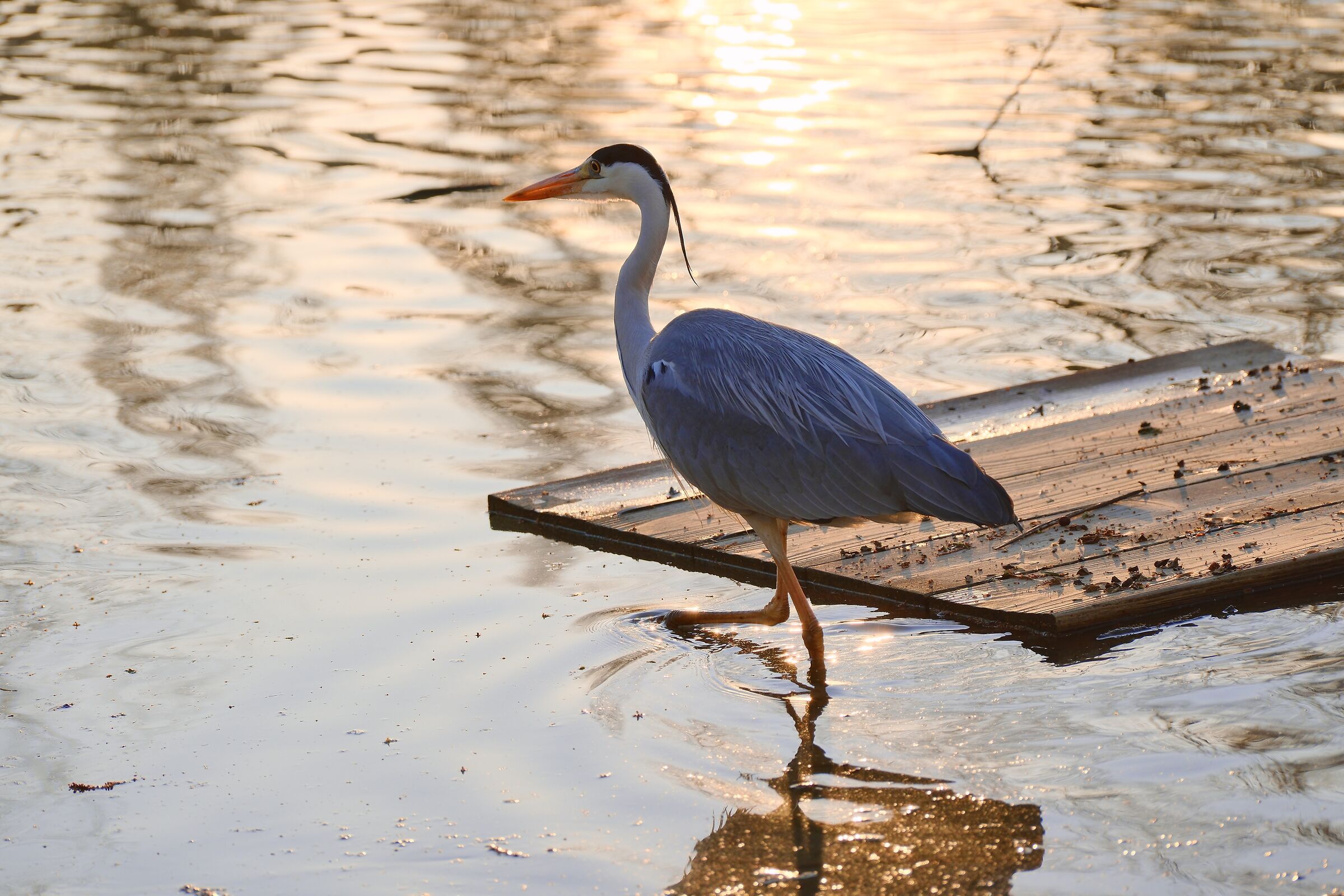 Water walk at sunset