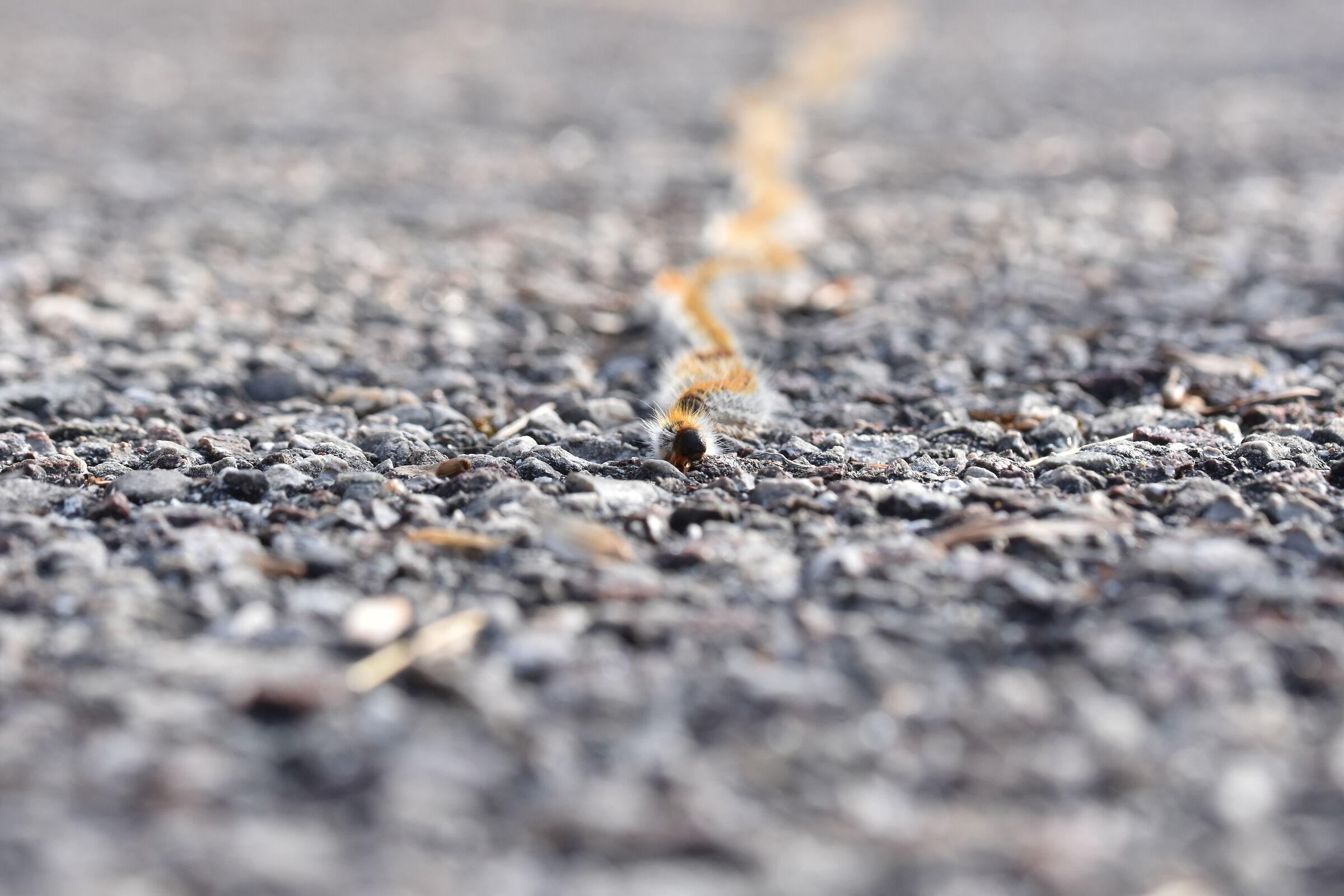 "Il convoglio"  - processionaria del pino