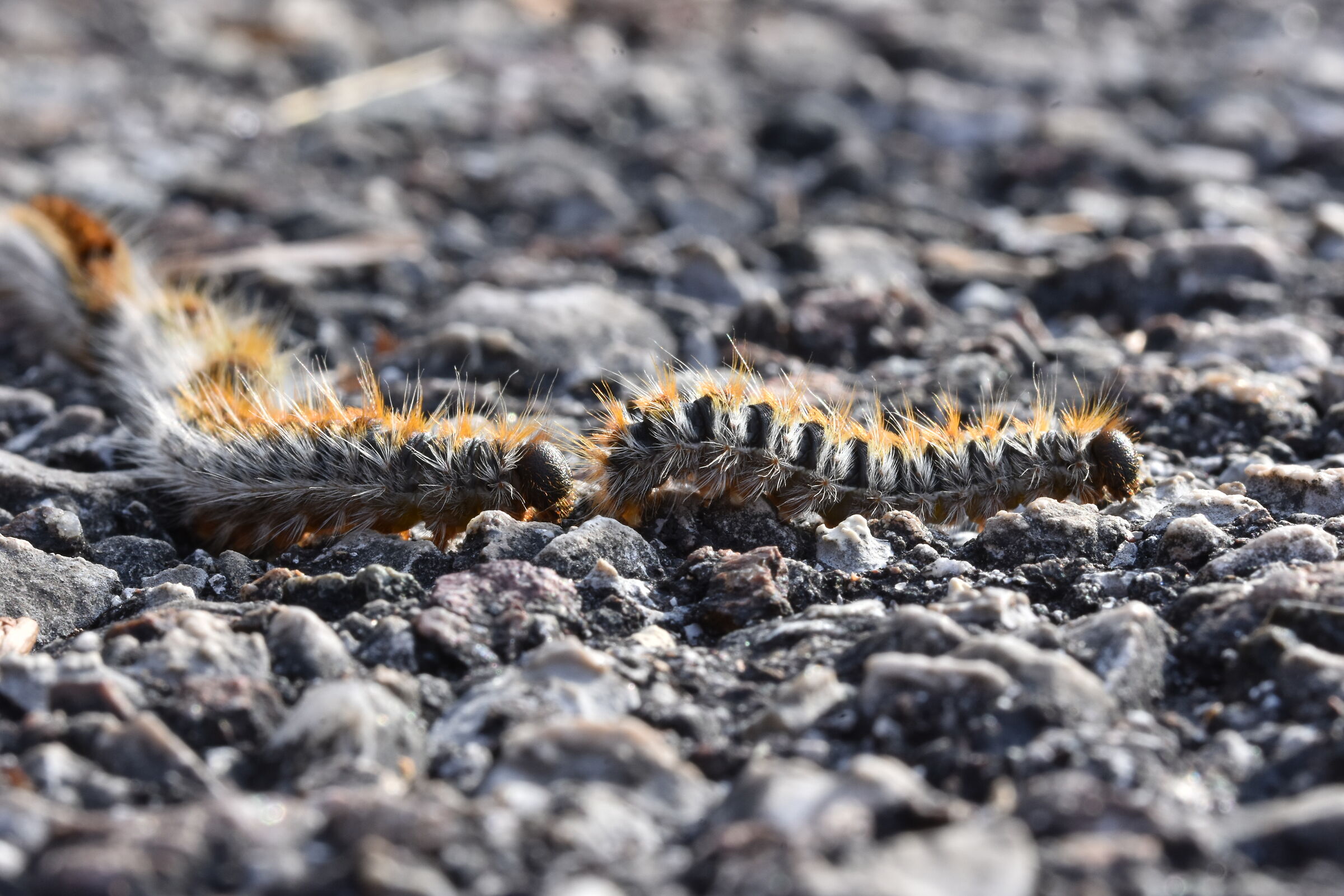 "Il capotreno" - processionaria del pino