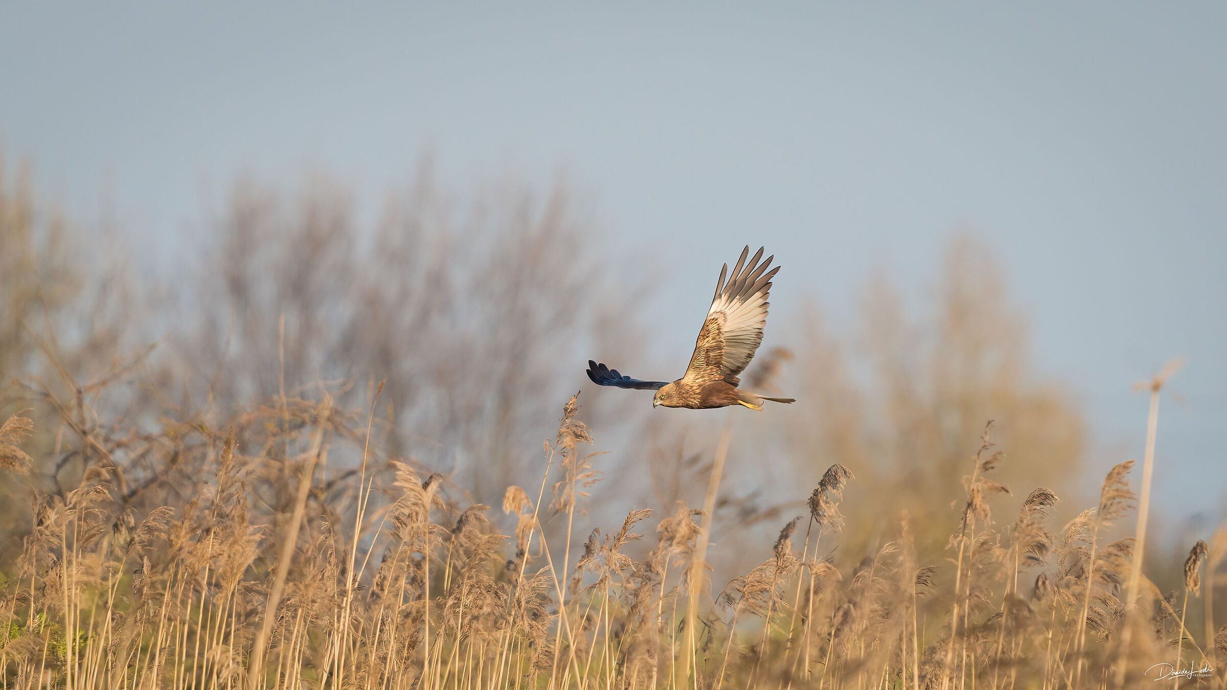 Marsh harrier