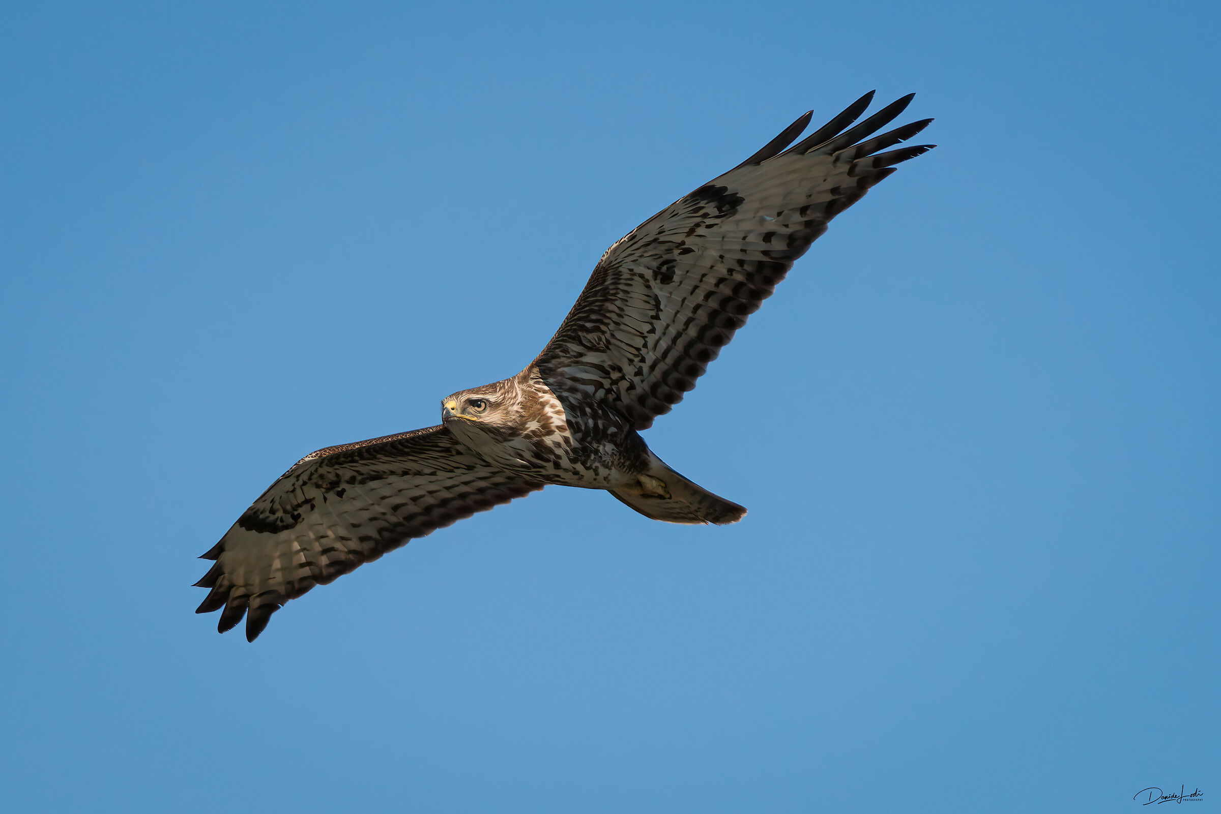 Buzzard
