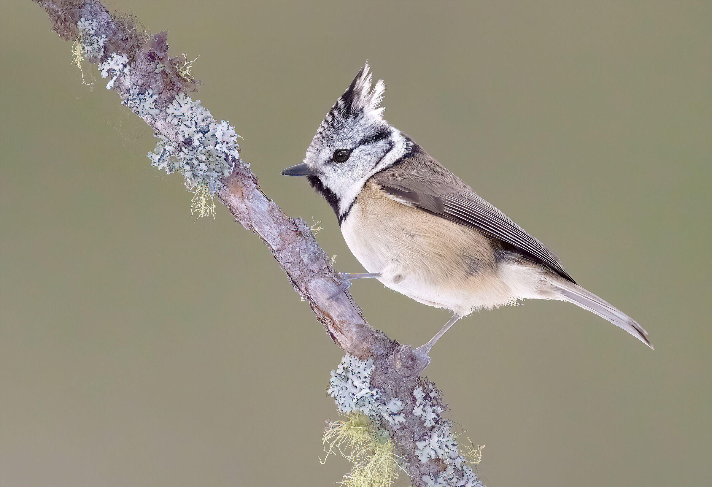 Tufted