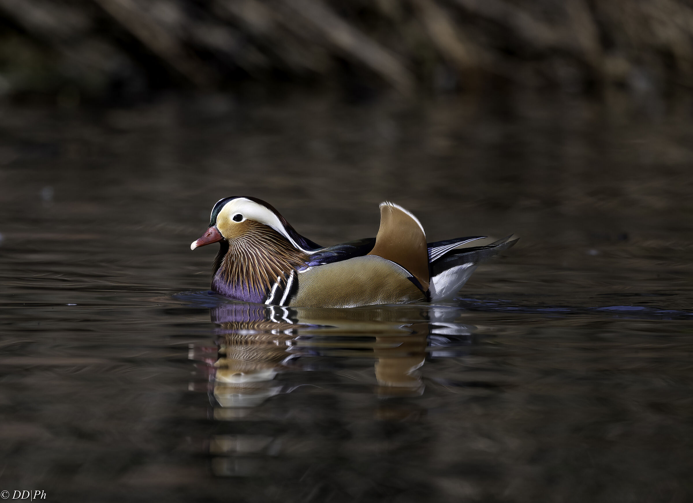 Mandarin duck