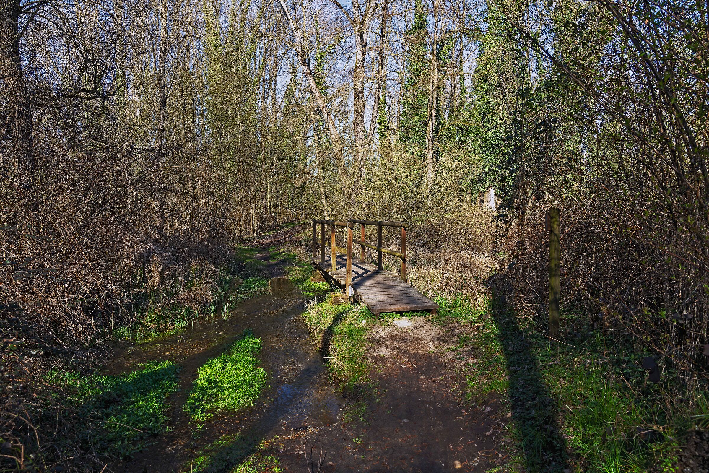 Vieni, c'è una strada nel bosco