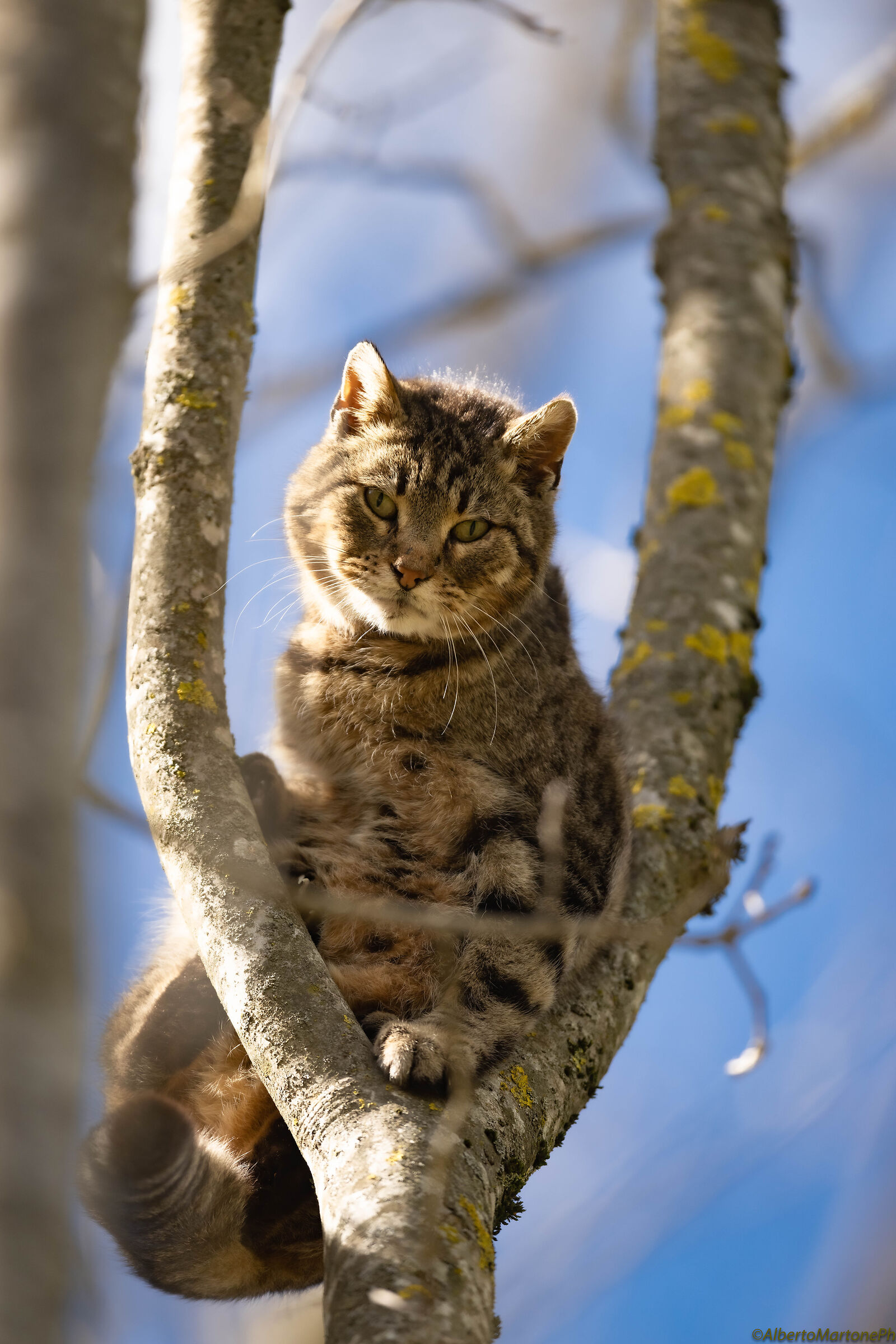 Wild Cat Apennines