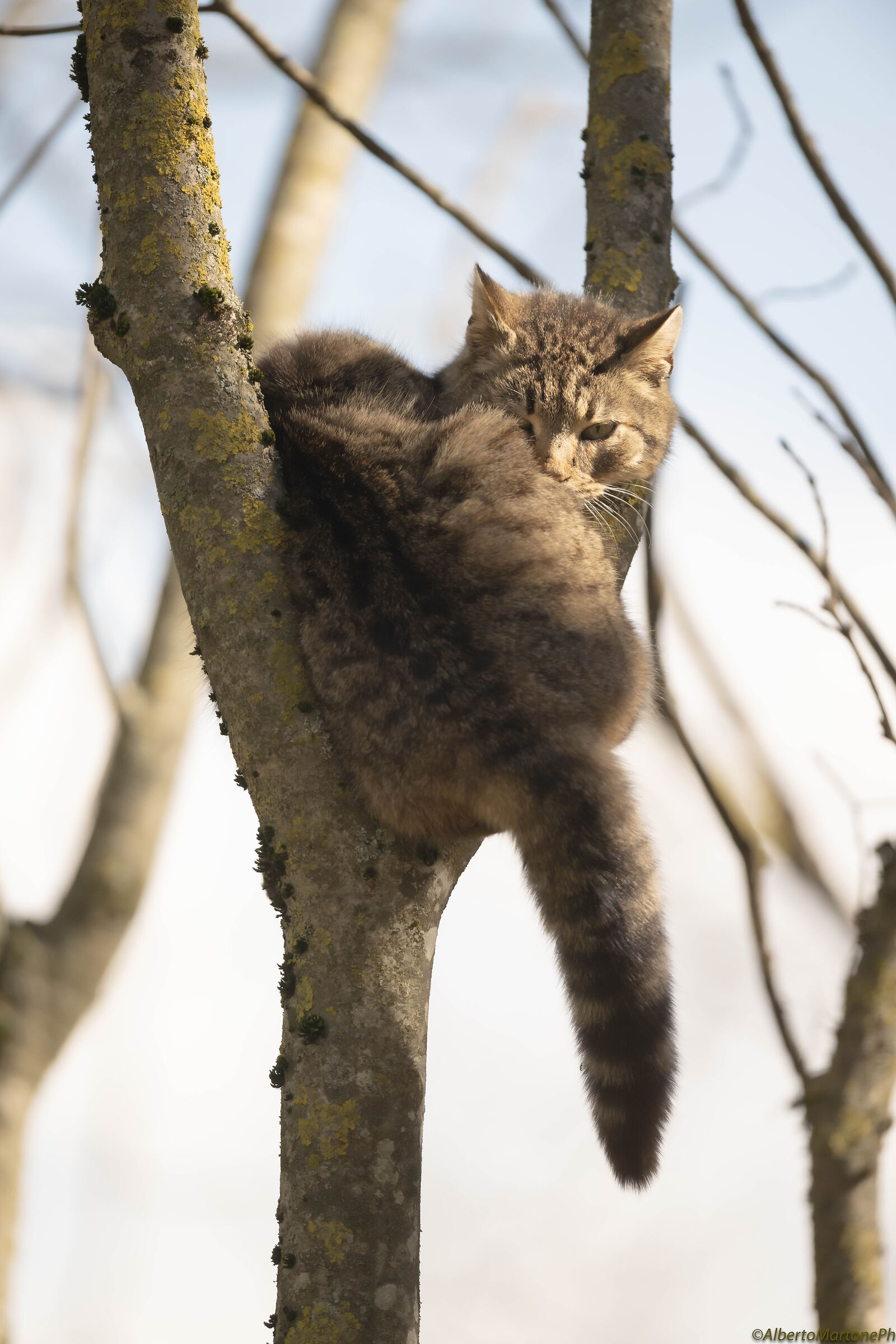 Wild Cat Apennines