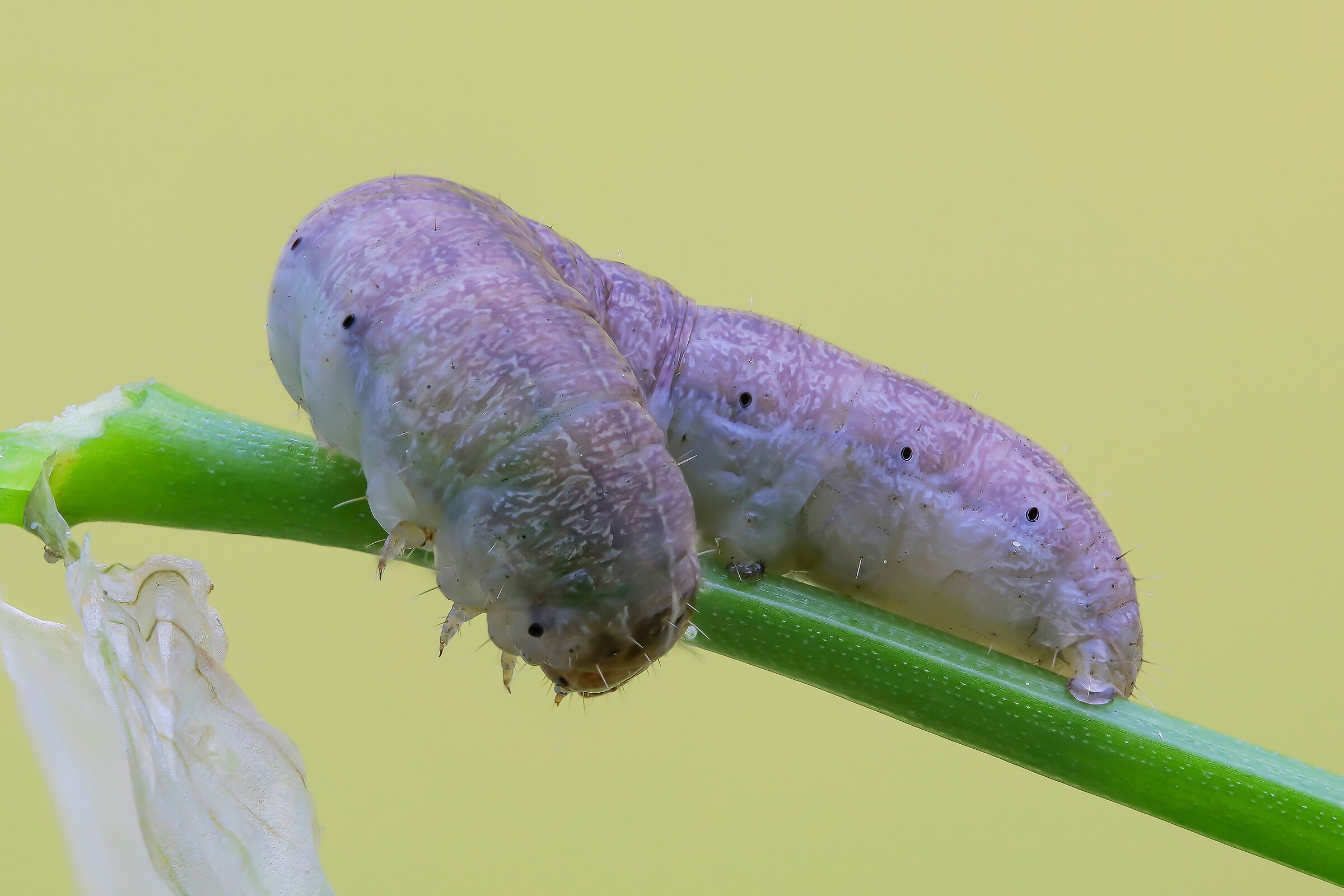 Break between snacks