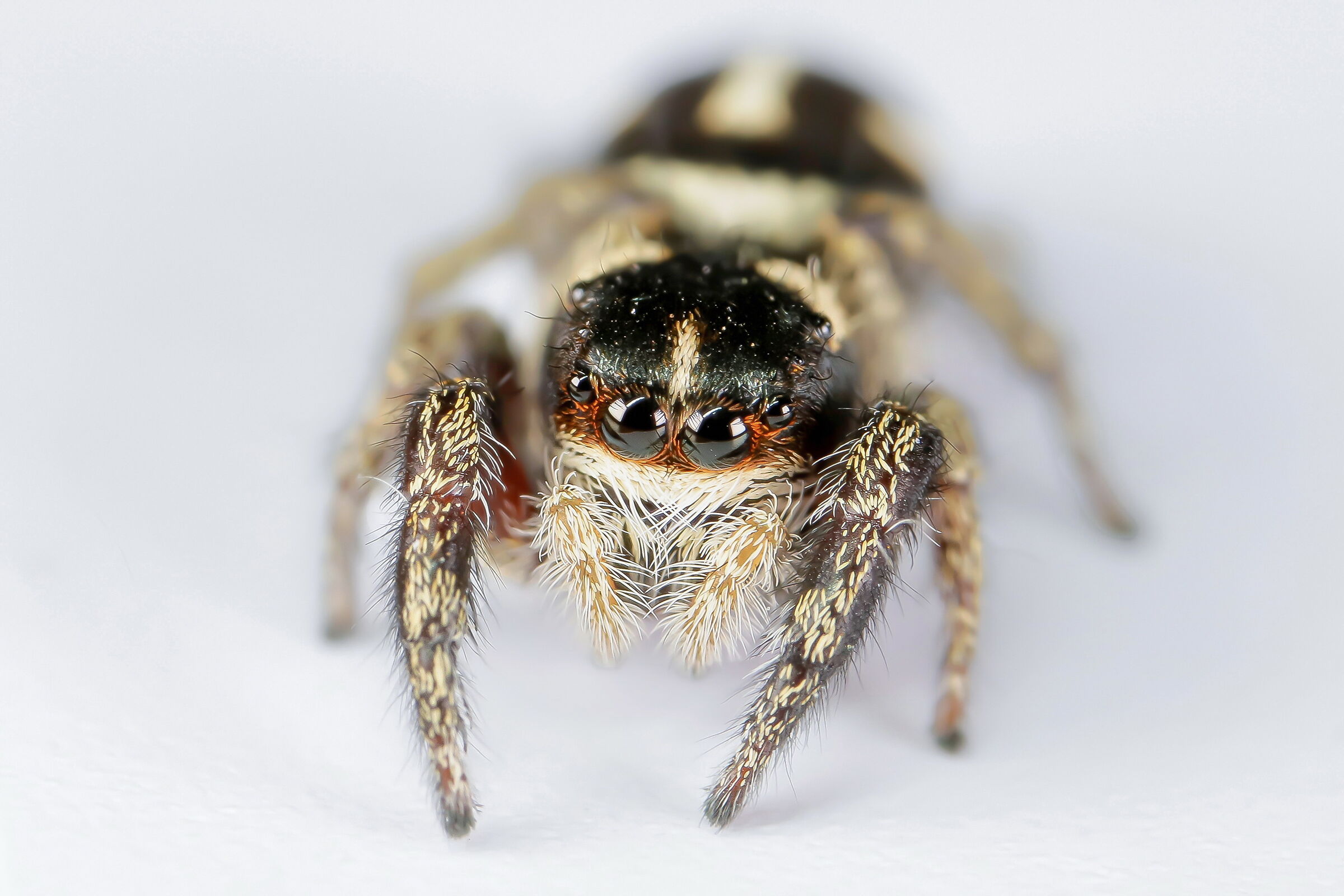 Female Pellenes nigrociliatus