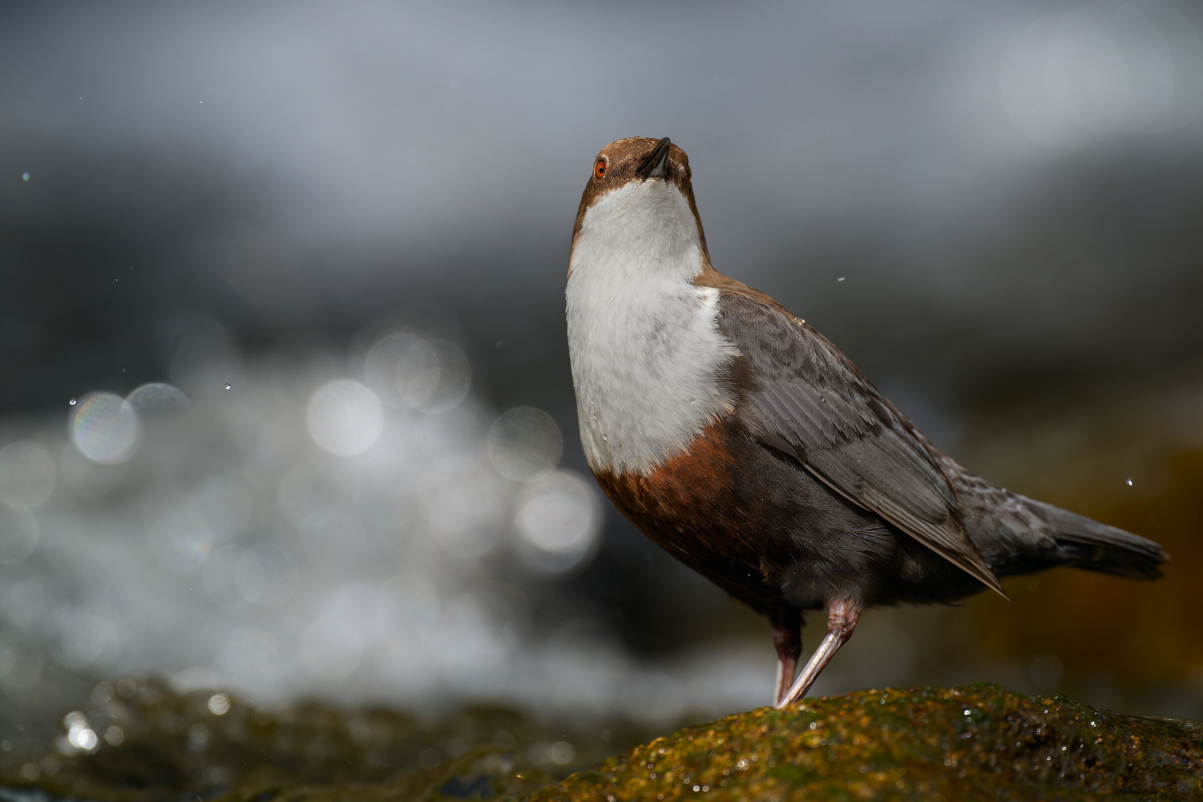 WHITE-THROATED DIPPER
