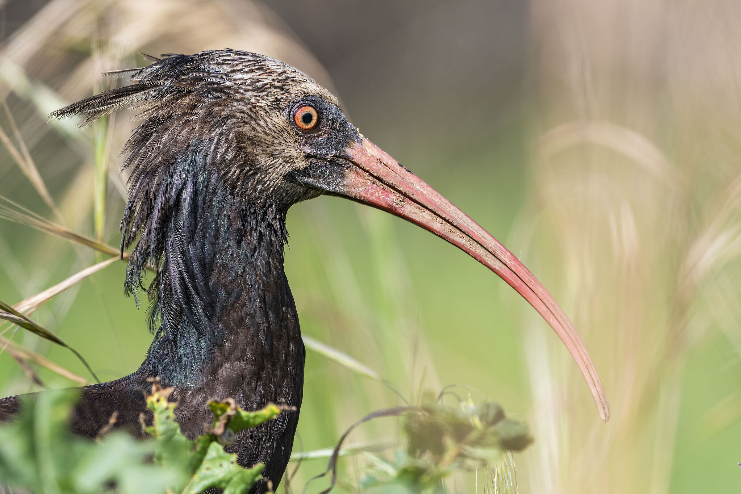 Young Northern Bald Ibis