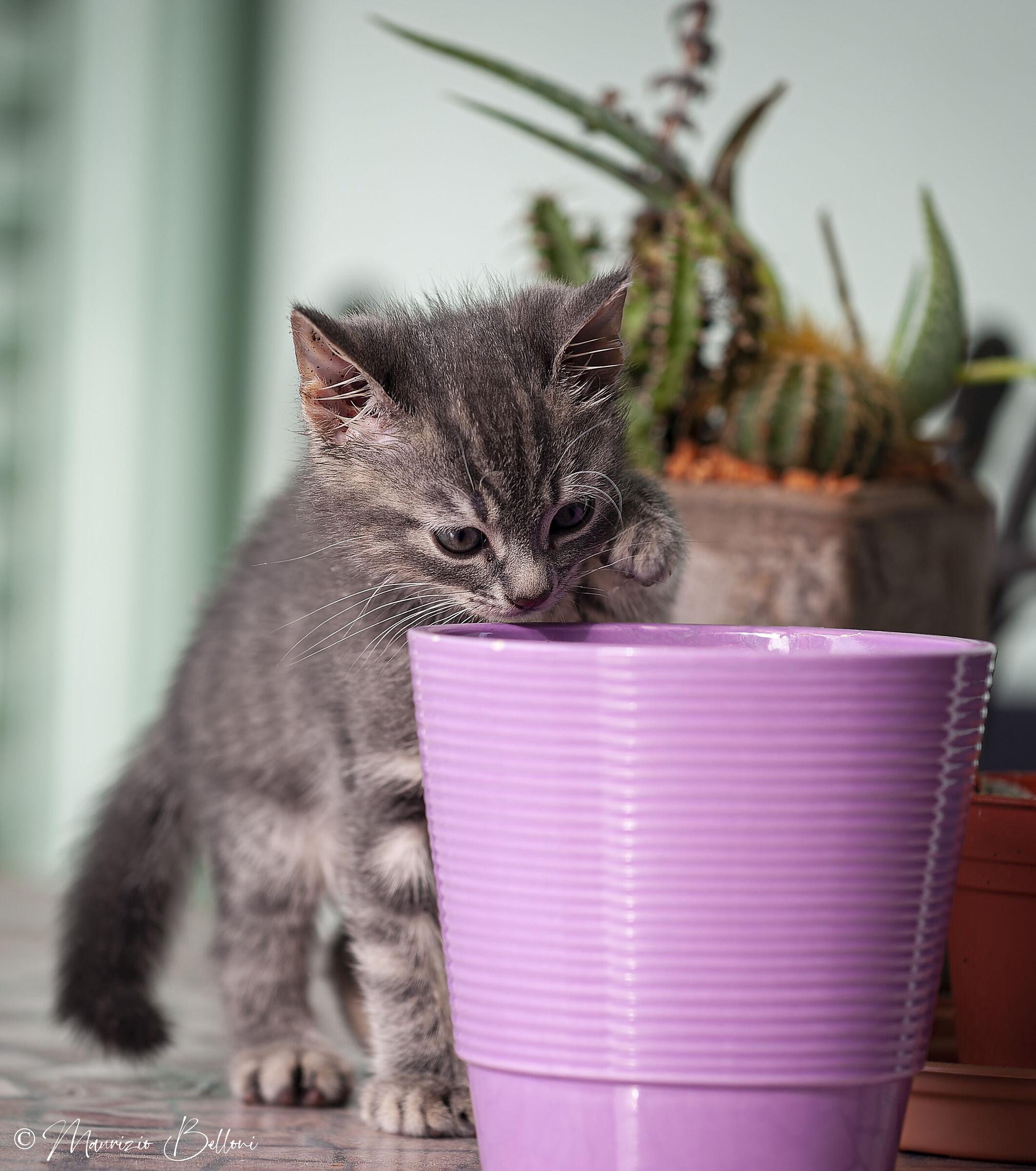 Milo