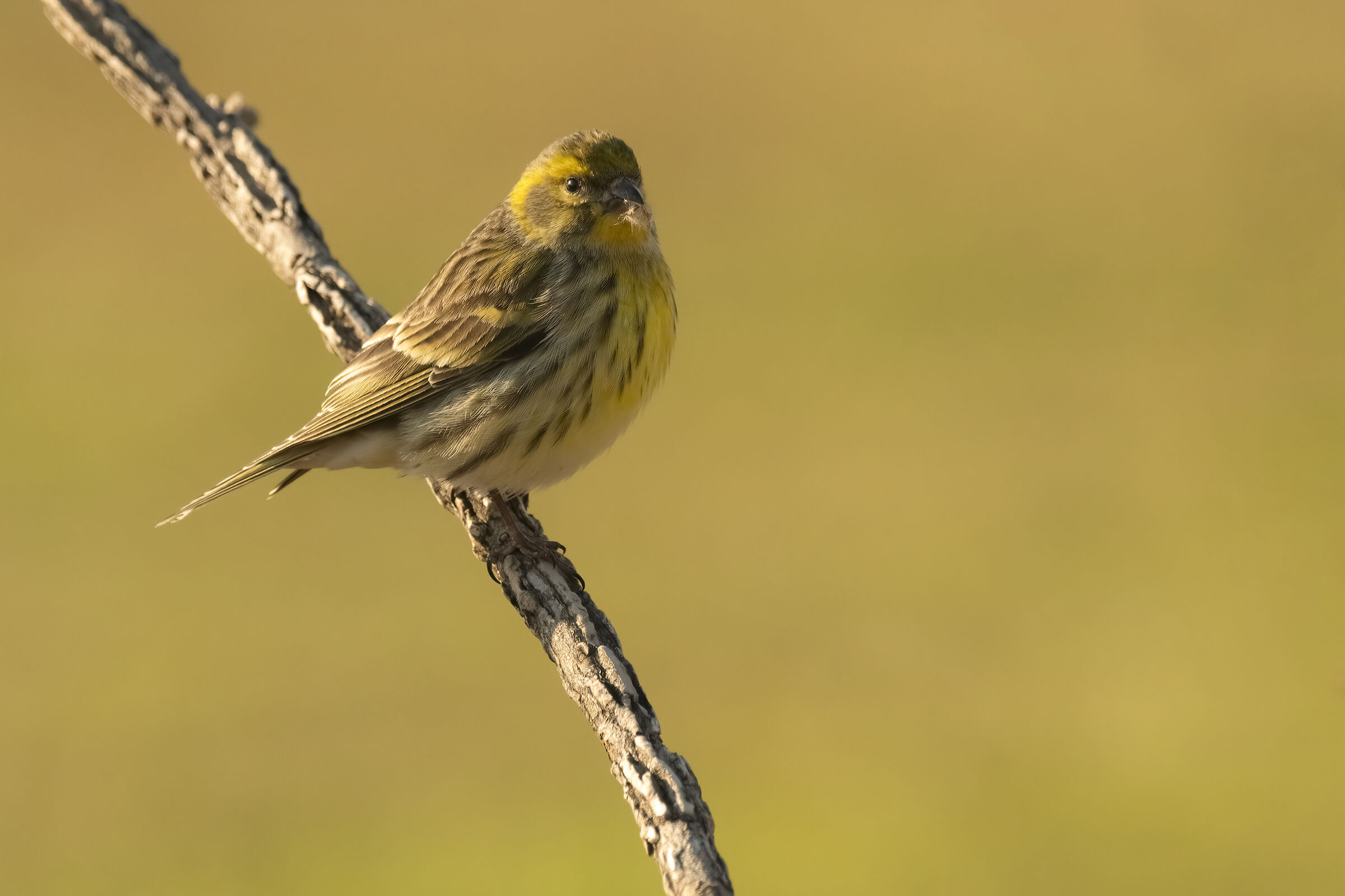 Serin