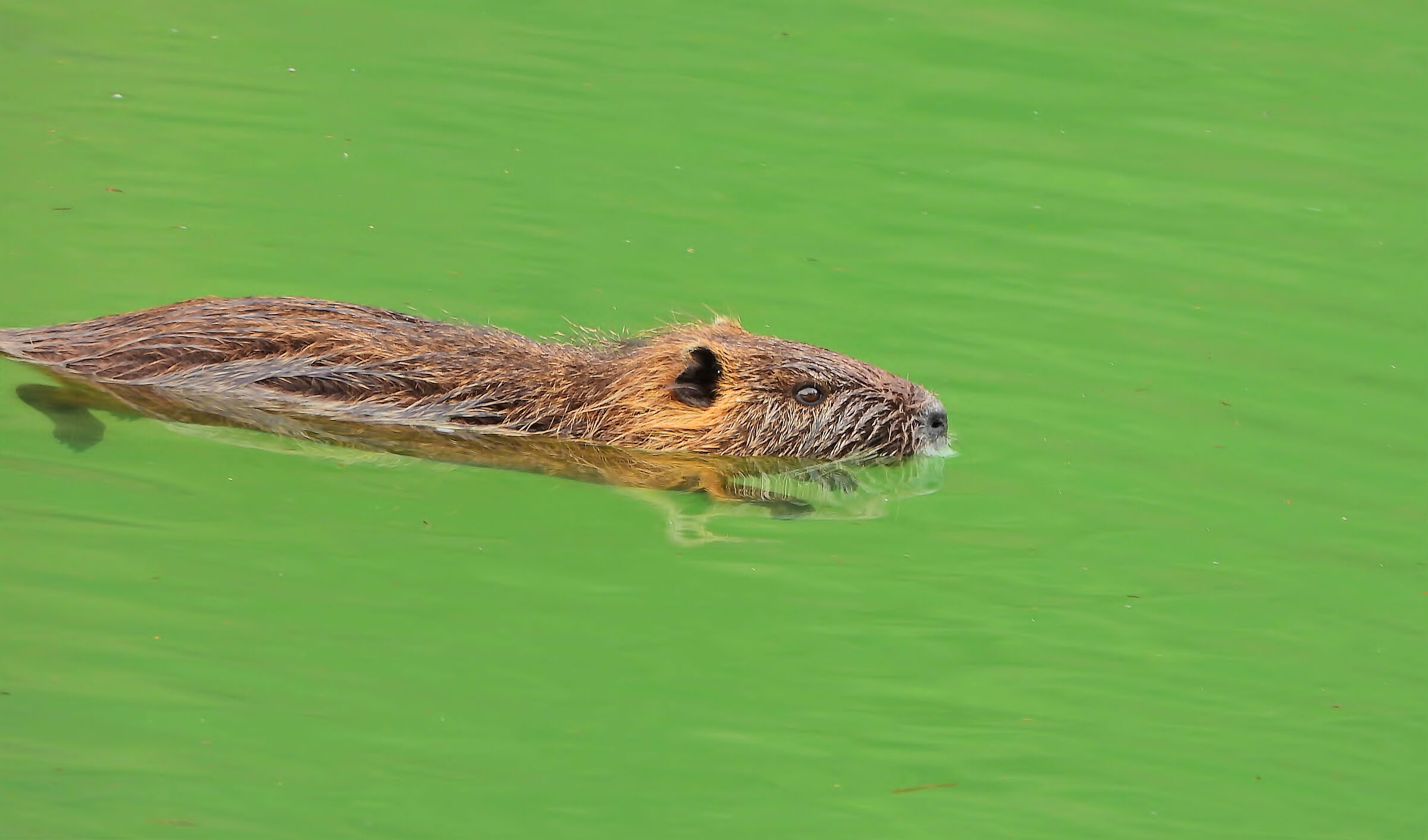 Nutria