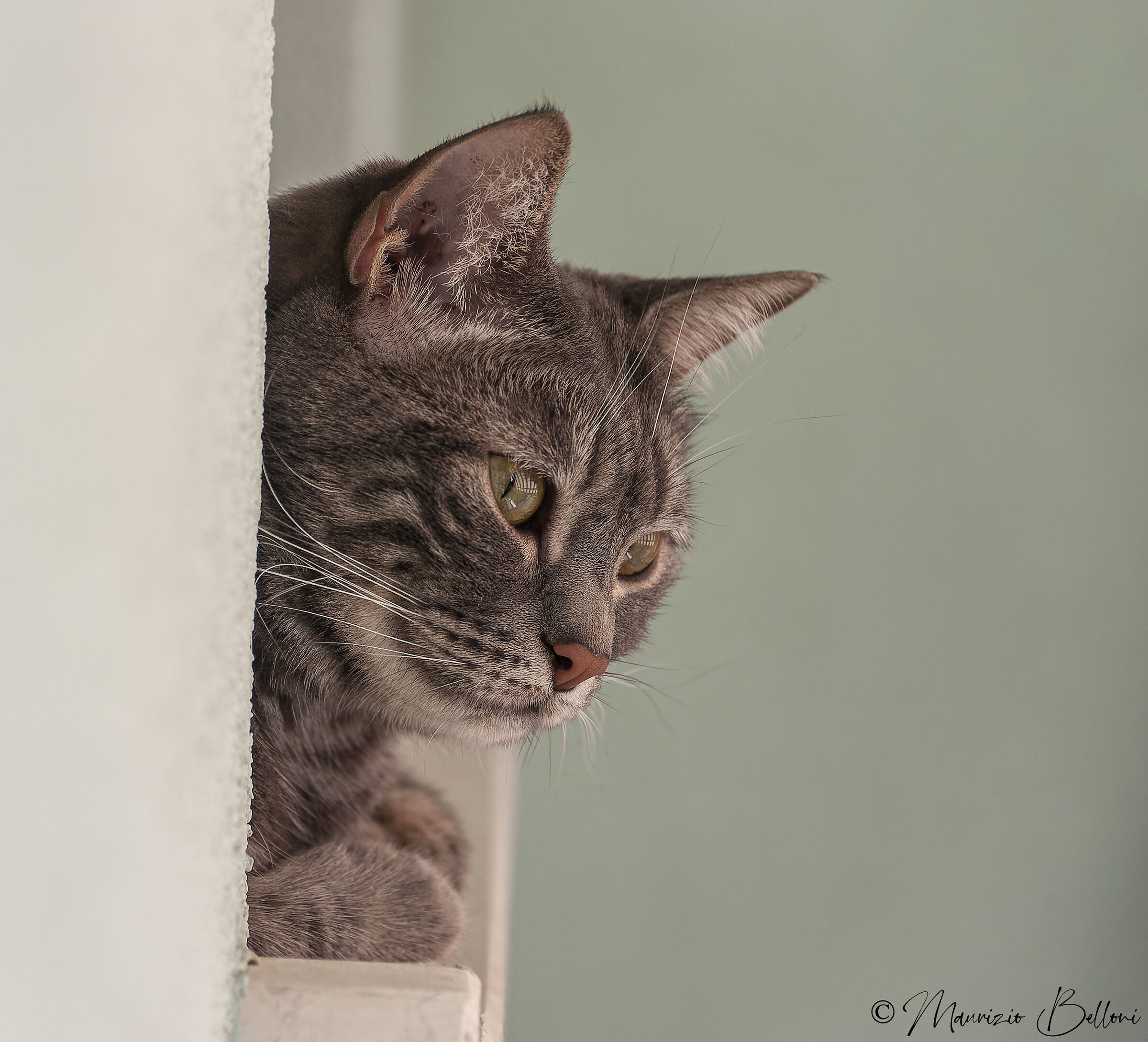 Milo