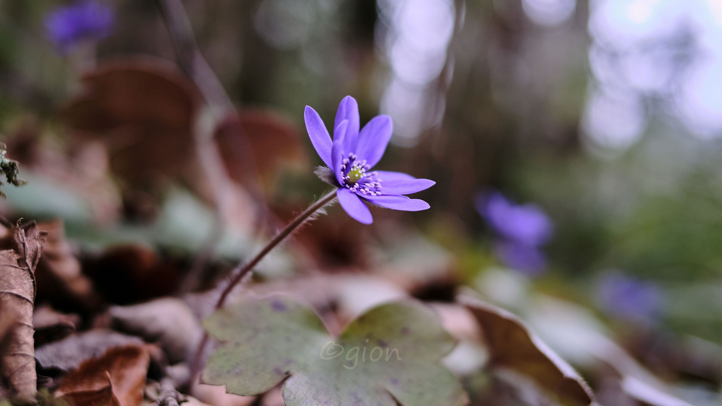 Hepatica nobilis