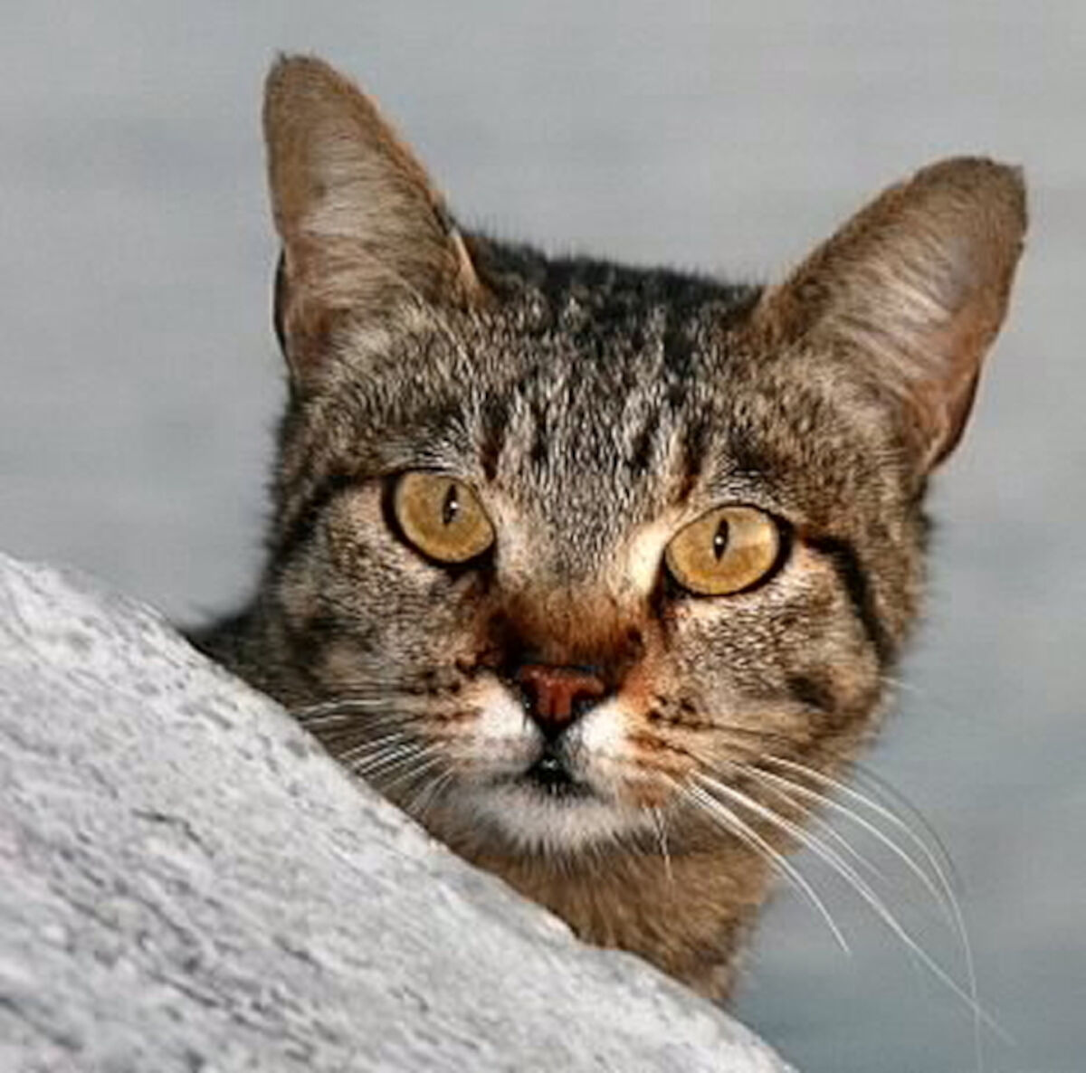 small and curious