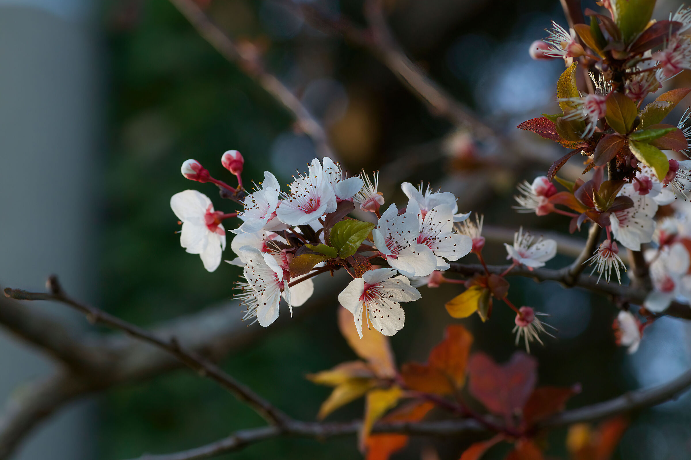 Prunus flowers