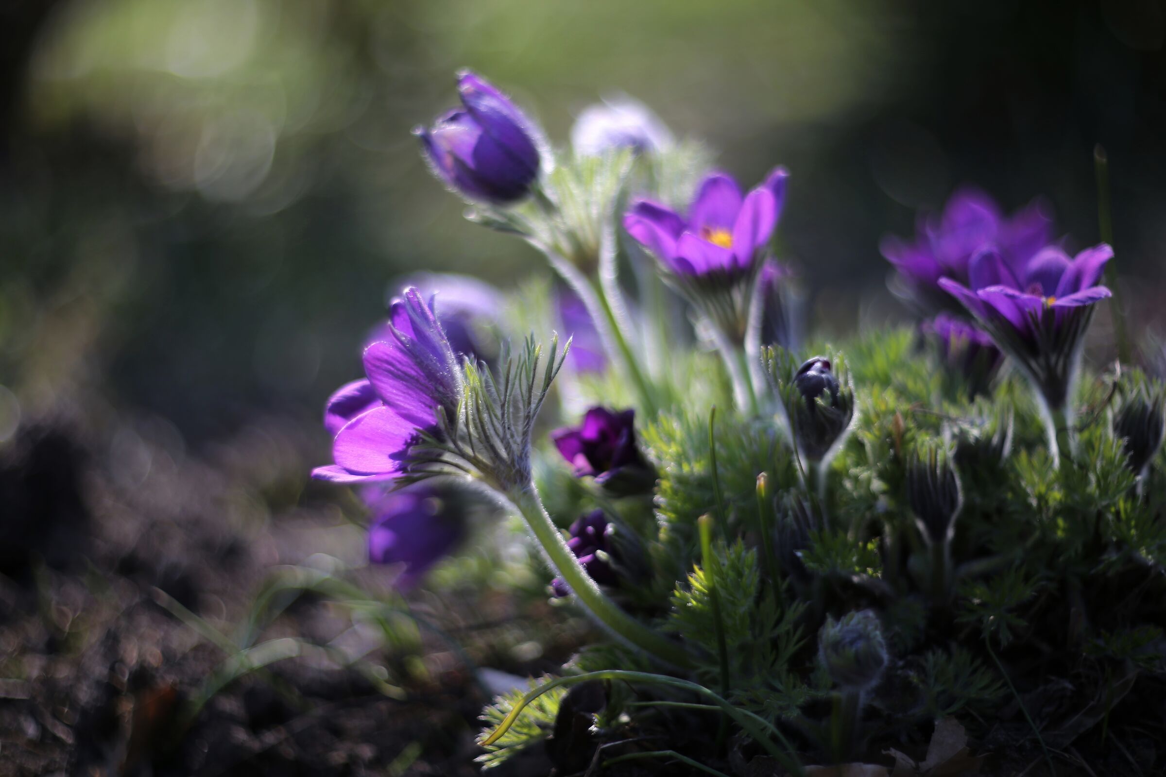 Un racconto di primavera