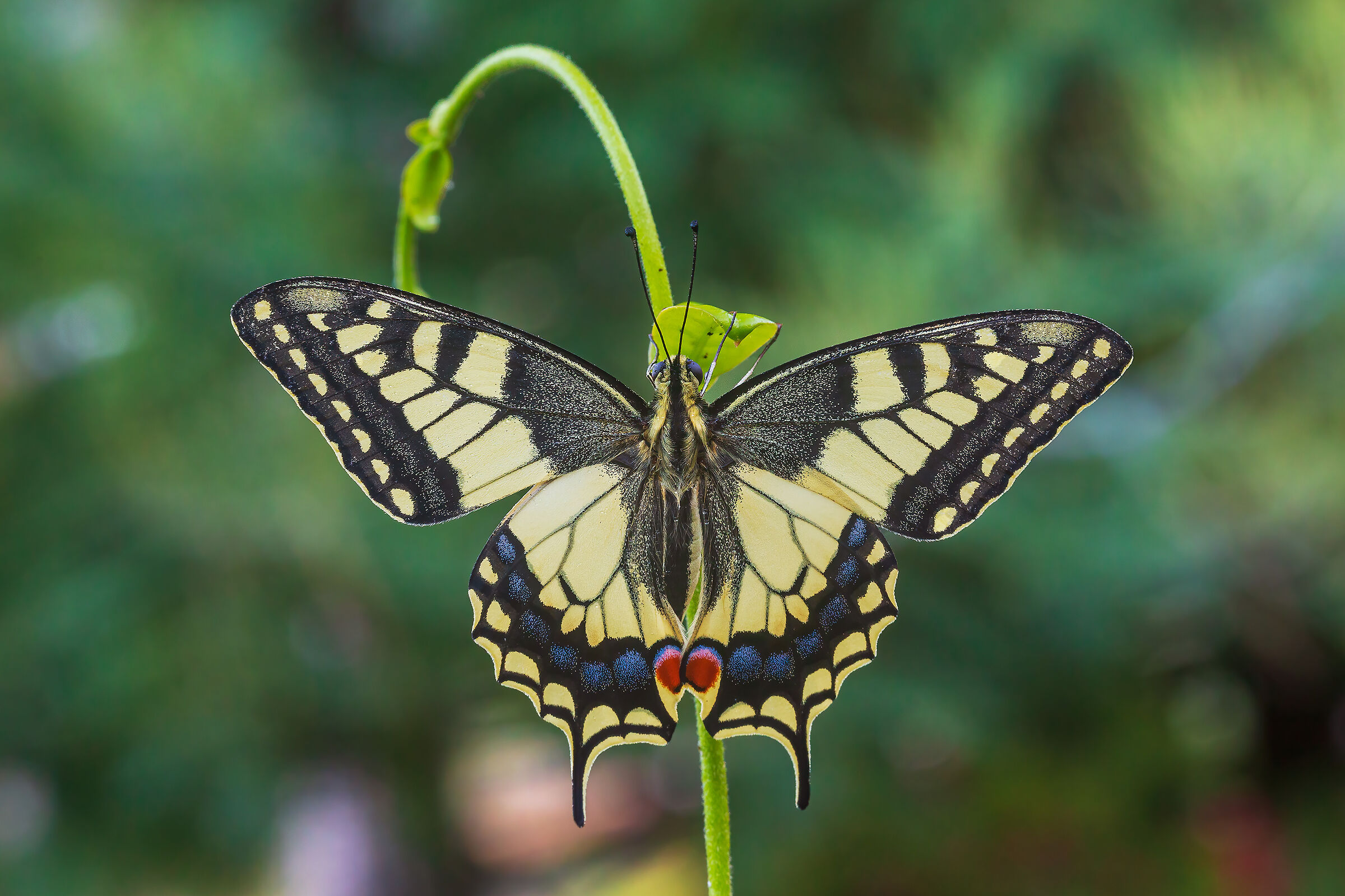 Swallowtail