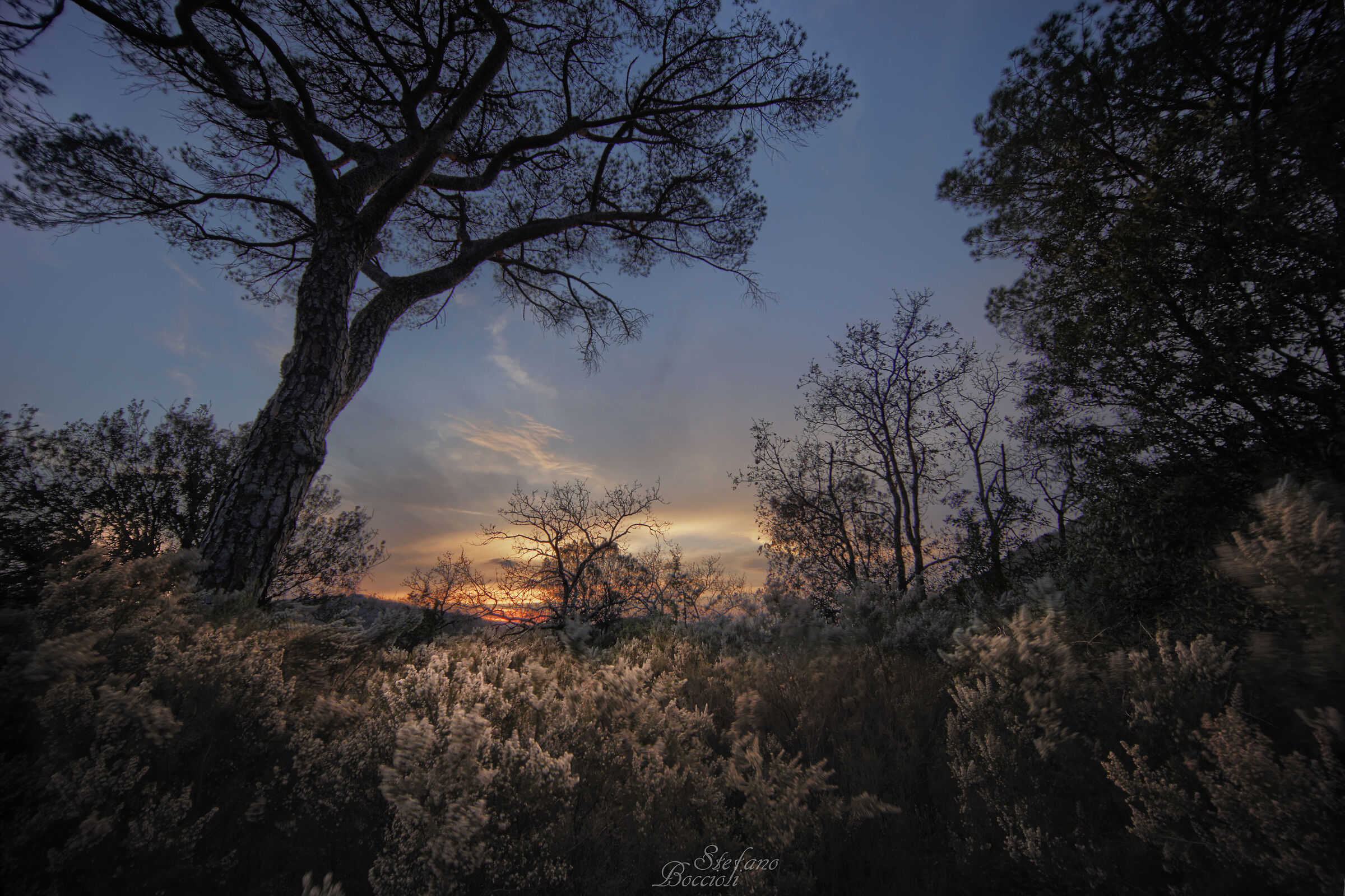 Flowering in the undergrowth