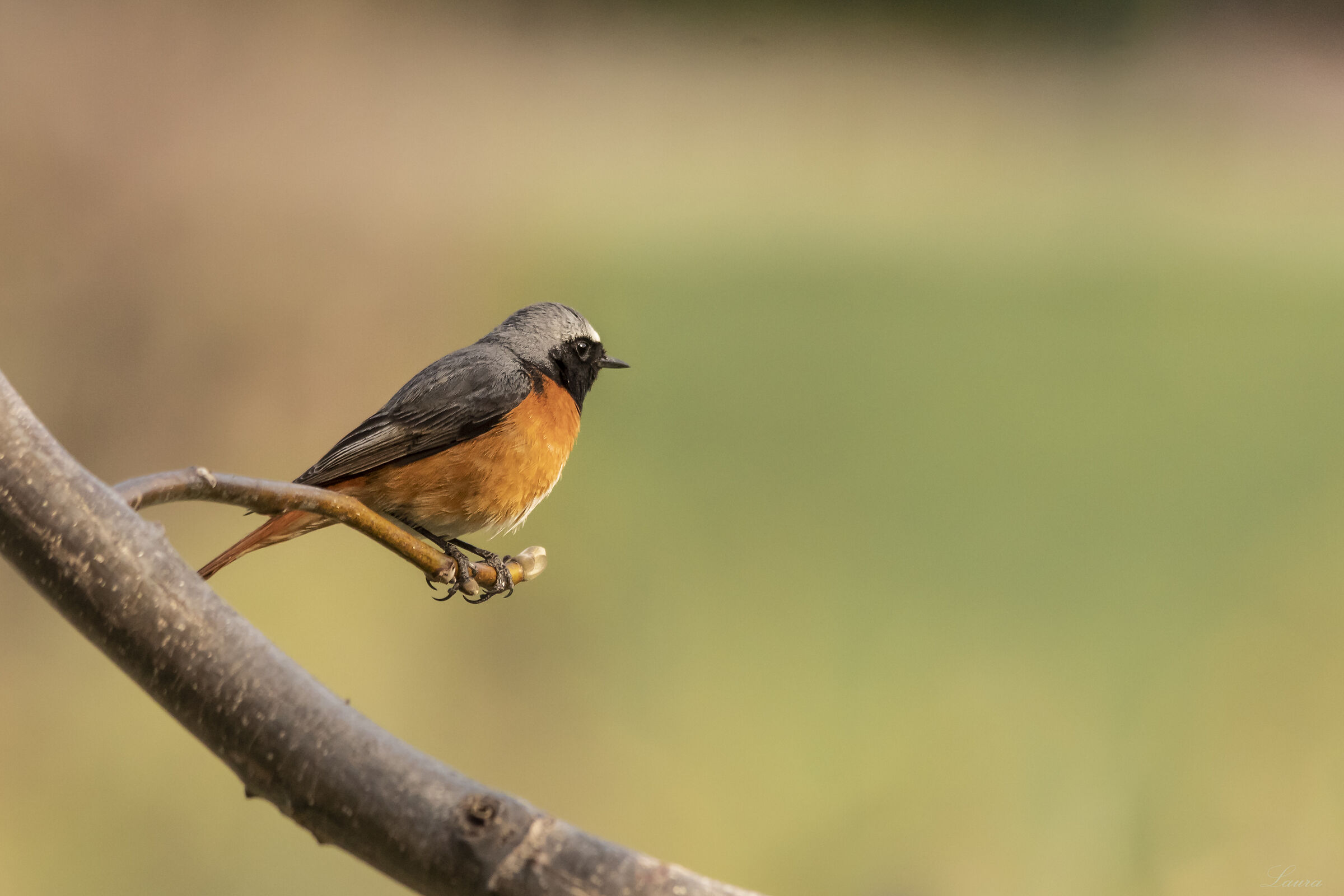 Common Redstart