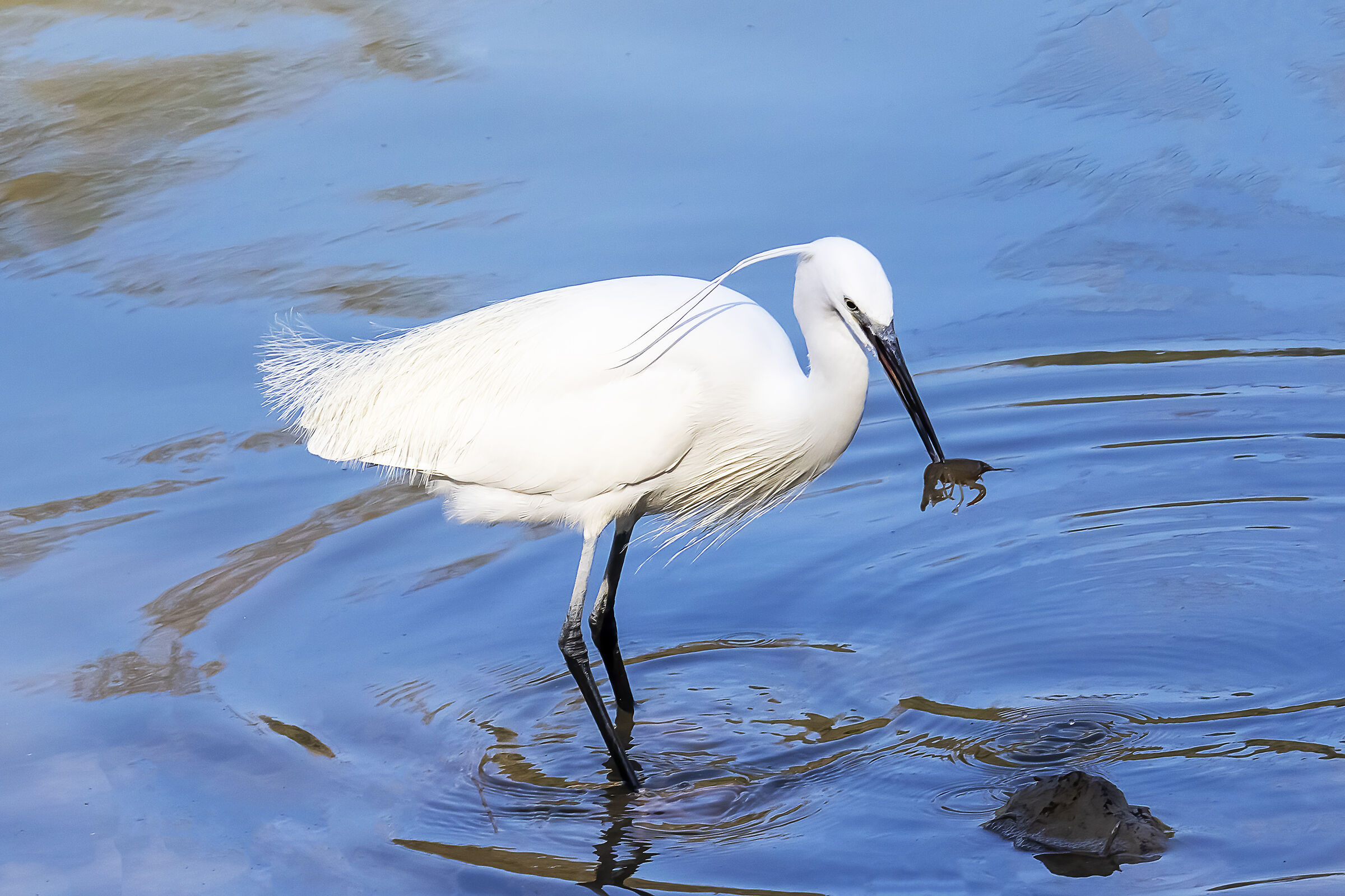 The story of a snack...