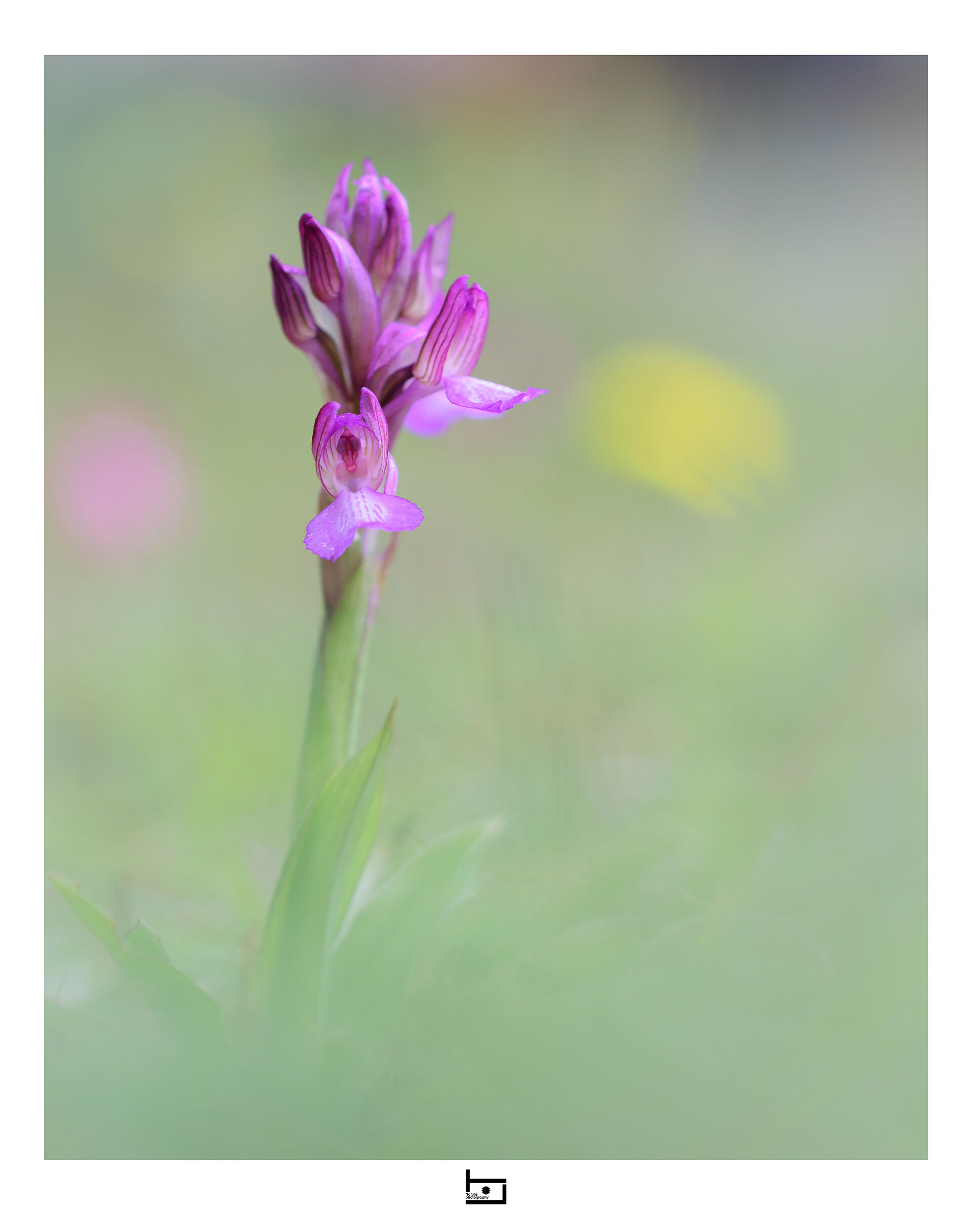 Anacamptis x gennarii