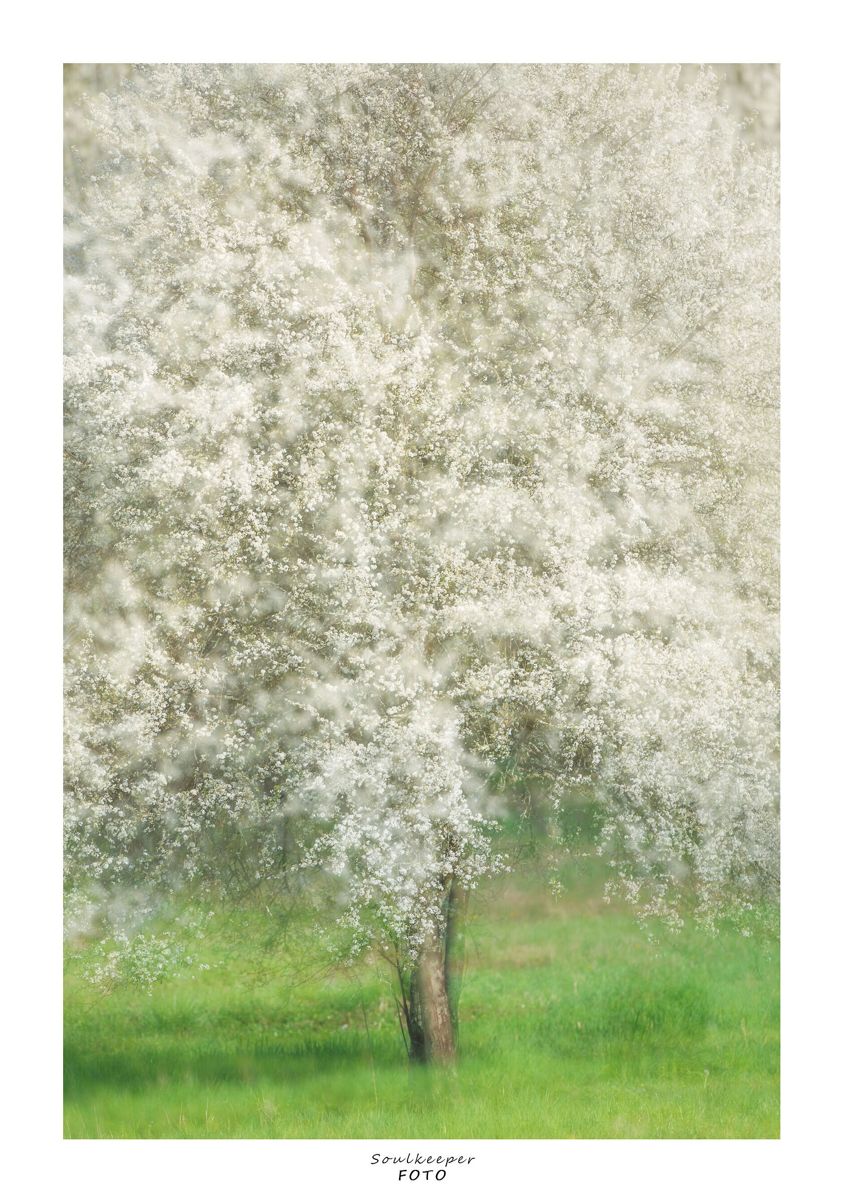 A fresh spring explosion.