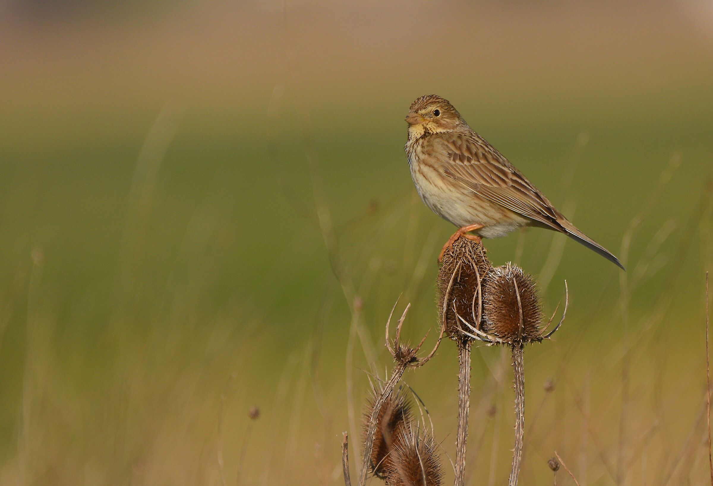 Strillozzo (Miliaria calandra)